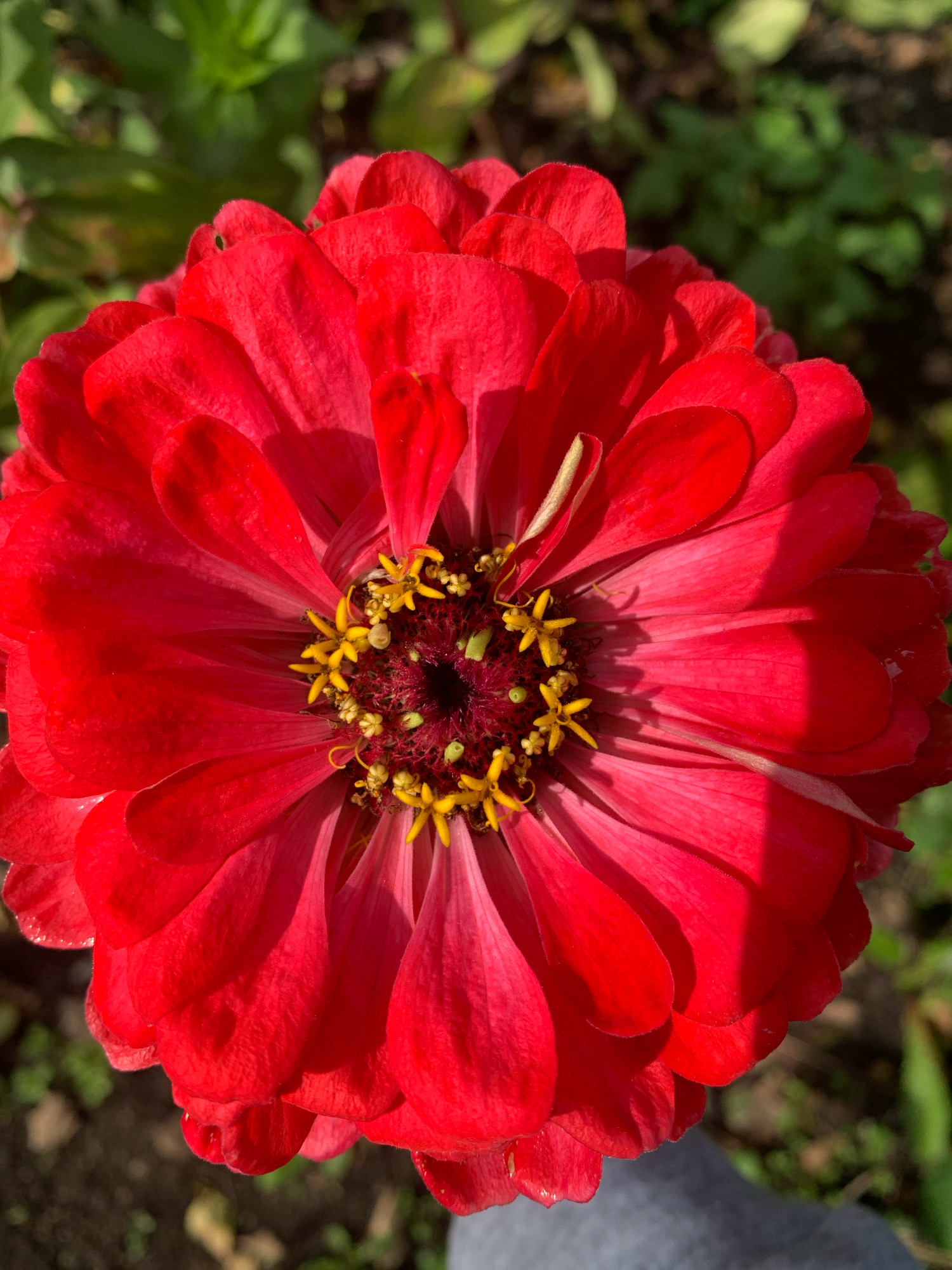 The image shows a close-up, top-down view of a vibrant red zinnia flower in bloom. The flower has multiple layers of petals, with the outer petals being larger and more rounded, and the inner petals becoming smaller and more tightly packed towards the center. The center of the flower features yellow stamens with small dark centers. A thin, light-colored stamen is visible lying across some of the petals. The background is softly blurred, consisting of green foliage and dark soil, suggesting an outdoor garden setting. The lighting indicates it is daytime, with shadows cast by the petals. There are no people visible in the image. The location is specified as Novostroika, Russia.
