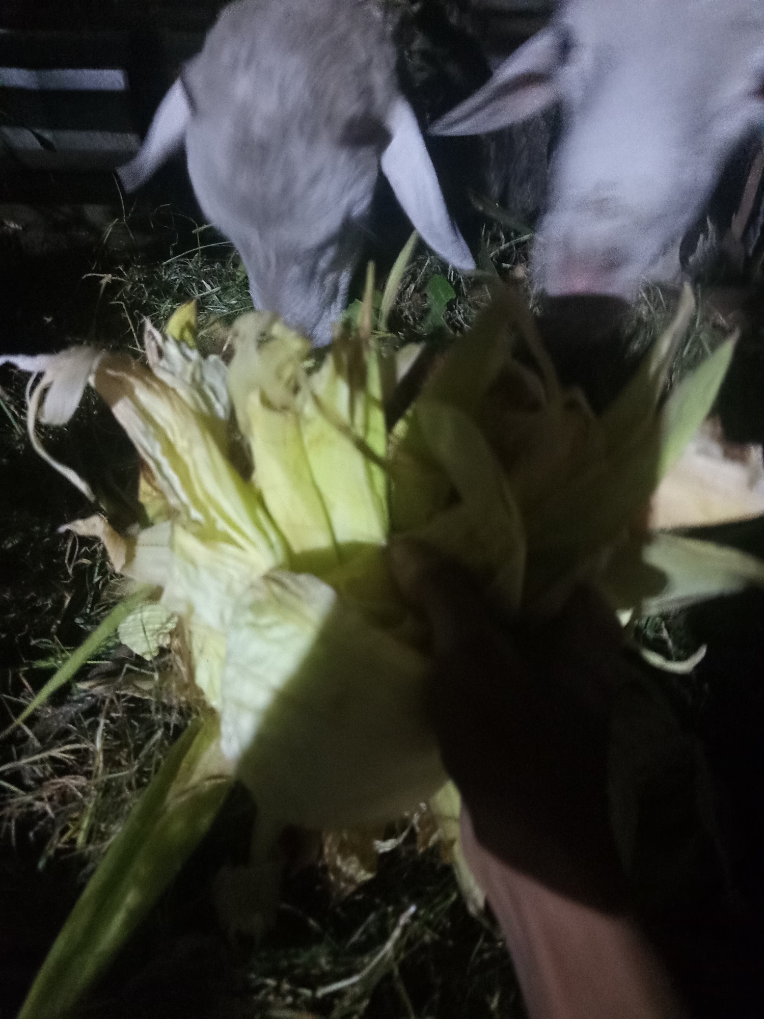 In Ngablak, Indonesia, two goats are shown interacting with a corn cob. The goats are light gray and appear to be eating the corn. The corn cob is mostly husked and is yellow-green in color. The scene appears to be outdoors, with grass and dark ground visible. A hand is also visible, holding the corn cob.