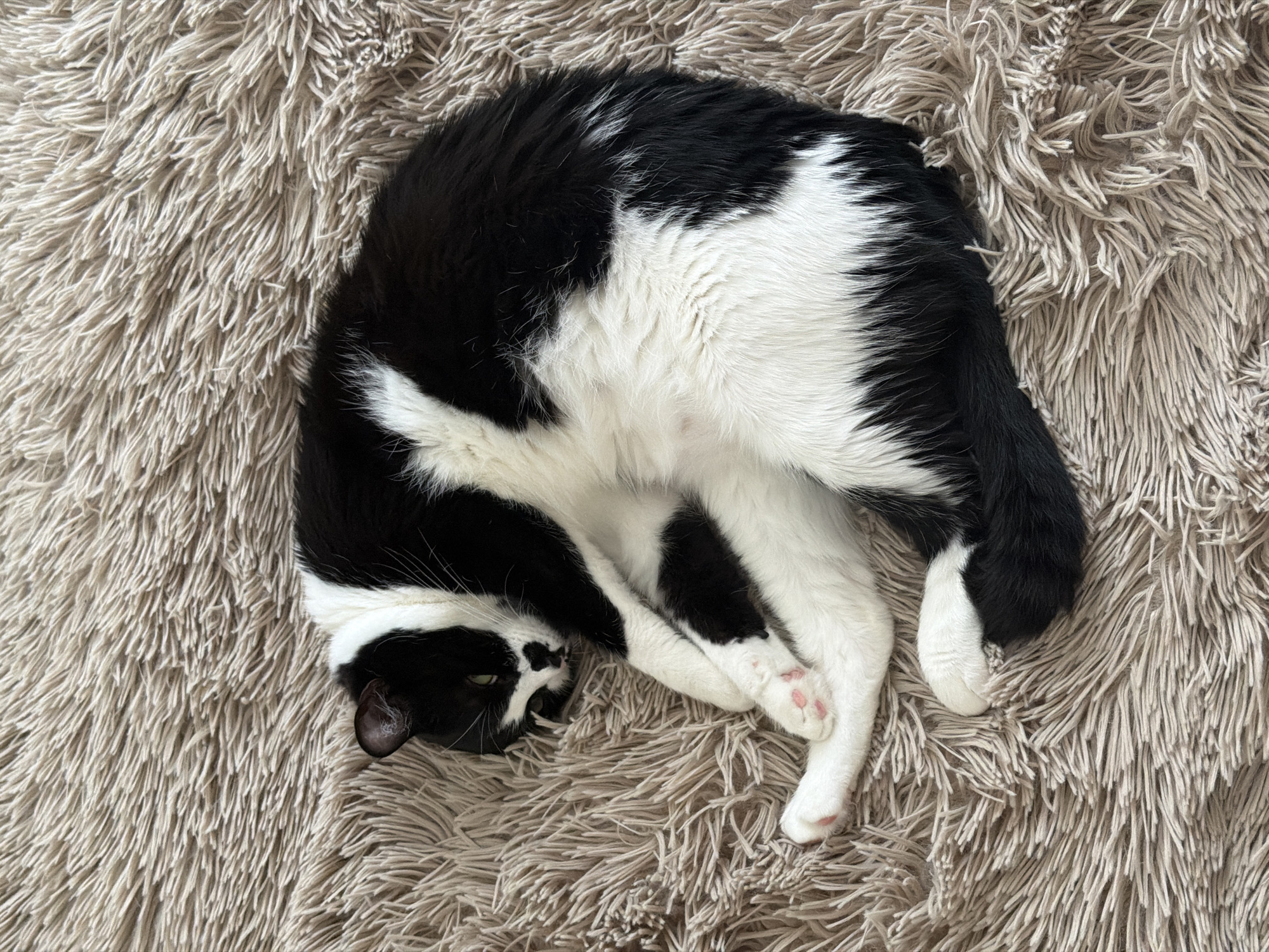 A black and white cat is curled up on a beige, shaggy rug. The cat has black fur on its head and back, with white patches on its belly and legs. The cat's paws are tucked in close to its body. The rug has long, soft fibers. There is no indication of the location being in Belgrade, Serbia.