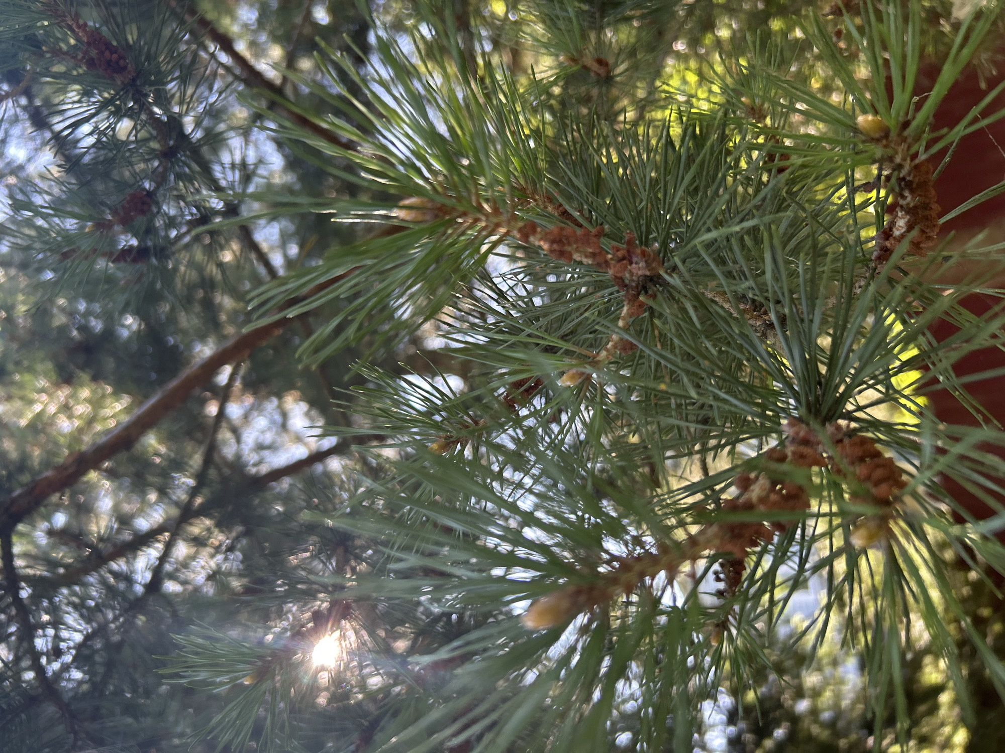 The image shows a close-up view of pine tree branches, needles, and developing cones. Sunlight filters through the needles, creating a dappled effect. The background is blurred, suggesting a natural outdoor environment. There are no people or animals visible in the image. The scene is devoid of any discernible elements that would indicate its specific location within the city of Калицино, Russia.