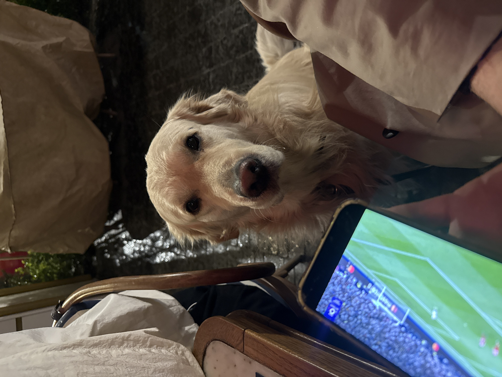 The image shows a golden retriever dog looking at the camera. In the lower right of the frame, a person is holding a mobile phone, which displays a soccer game screen. The surrounding environment indicates an outdoor setting, possibly in a public area. There is a bag to the left of the frame and a shiny ground surface. The location in the city of Yerevan, Armenia cannot be determined from the image.