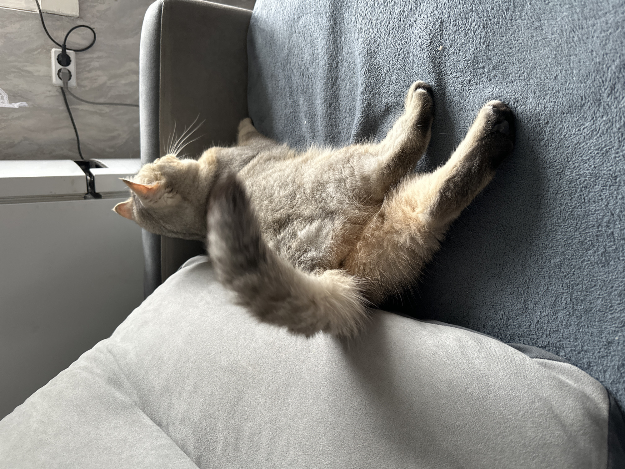 A grey and tan cat is lying on a blue blanket on a couch, facing away from the camera towards a wall with electrical outlets and cords. The cat's tail is curled upwards. The couch has a grey upholstered armrest and a large grey cushion on the left. The background wall is grey and textured. The image appears to be taken indoors.