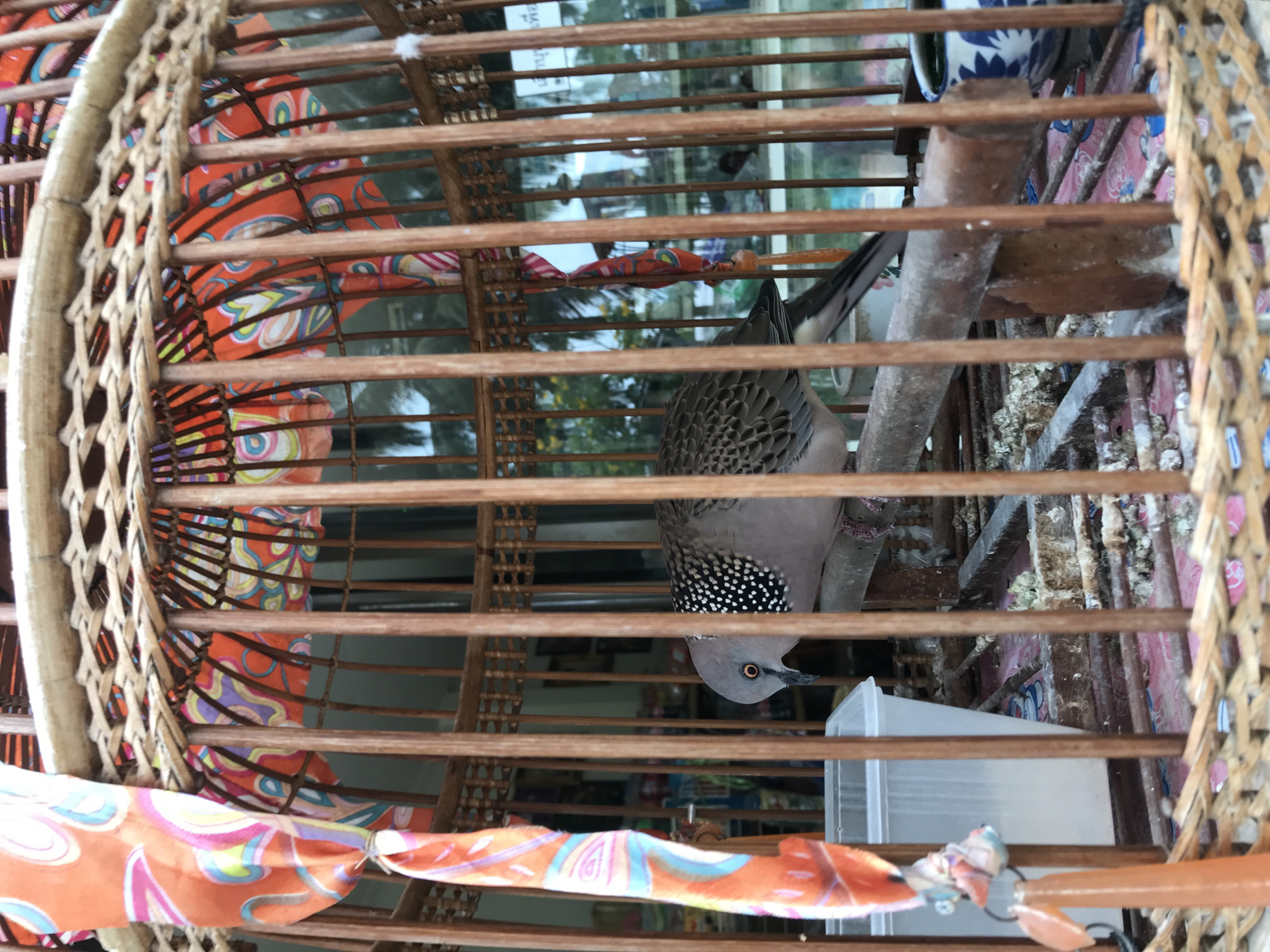 The image, taken in Baan Mae Nam, Thailand, depicts a spotted dove (Streptopelia chinensis) housed within a traditional round wooden birdcage. The cage is constructed from numerous vertical and horizontal wooden slats, with a woven pattern on the sides. A vibrant orange fabric with swirling patterns in blue, pink, and yellow partially drapes over the cage, adding a splash of color.
The spotted dove, characterized by its grey body and distinctive black-and-white speckled patch on its neck, is perched on a thick wooden bar inside the cage. It is captured in a moment of looking downwards, likely at a transparent plastic container holding food or water, positioned on the floor of the cage. A blue and white ceramic cup is also visible, hanging on an internal wall of the cage.
The setting appears to be outdoors or near a window, as reflections of trees, foliage, and possibly buildings are discernible in the blurred background, seen through glass. The area directly beneath the bird within the cage, particularly the floor, shows signs of accumulated debris or droppings, suggesting the cage is well-used. The lighting indicates it is daytime. Faint, reflected Thai script, possibly from a sign, can be seen in the background, subtly confirming the location. The bird appears calm and engaged in feeding or drinking.