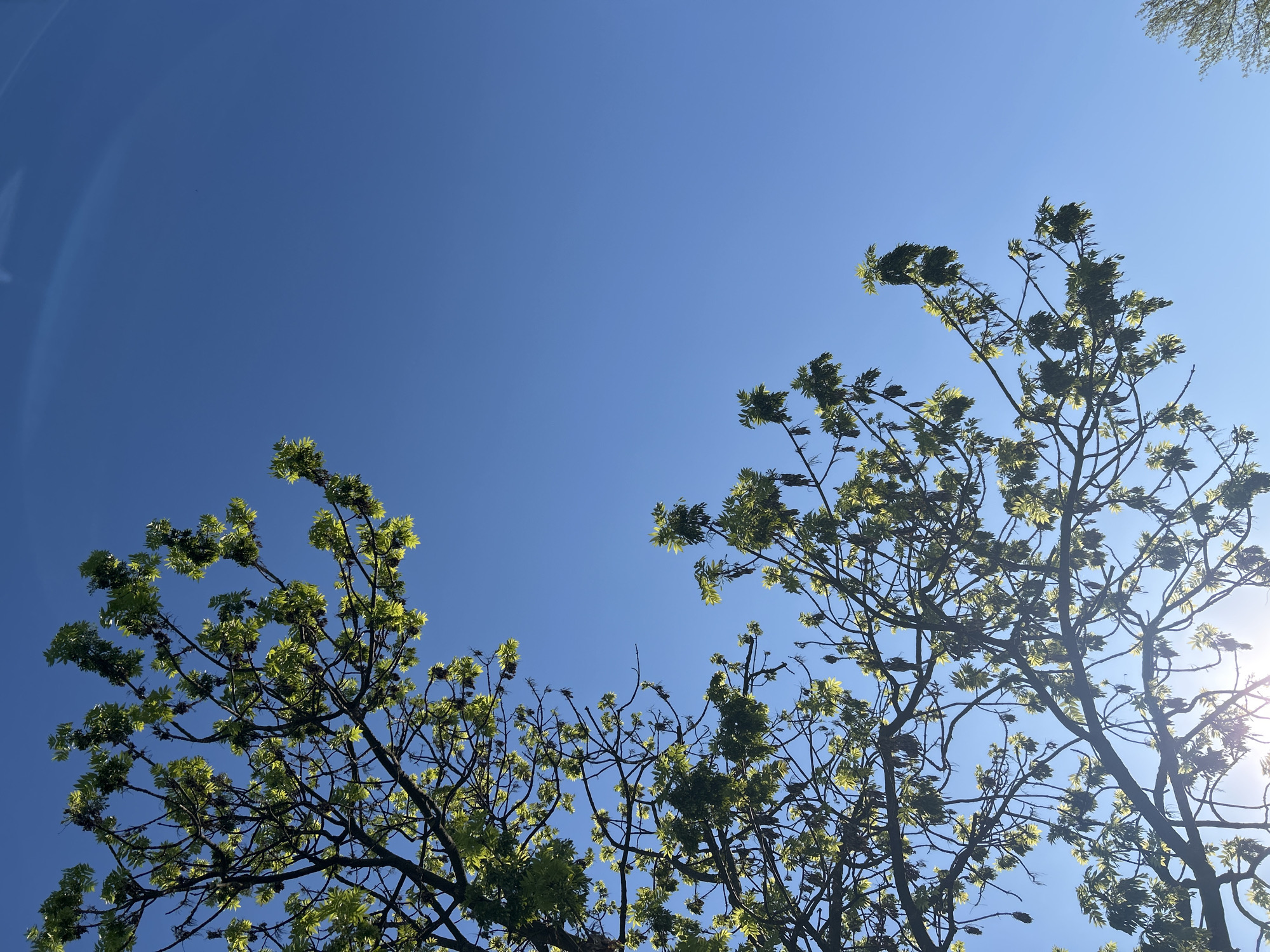 The image shows a view looking up into the sky with tree branches and leaves framing the scene. The sky is a clear, bright blue, and there appears to be a faint, circular artifact of some sort in the upper left, which could be a lens flare or other optical effect. The leaves are a light green color, suggesting they are new growth. The location is possibly in Sofia, Bulgaria.