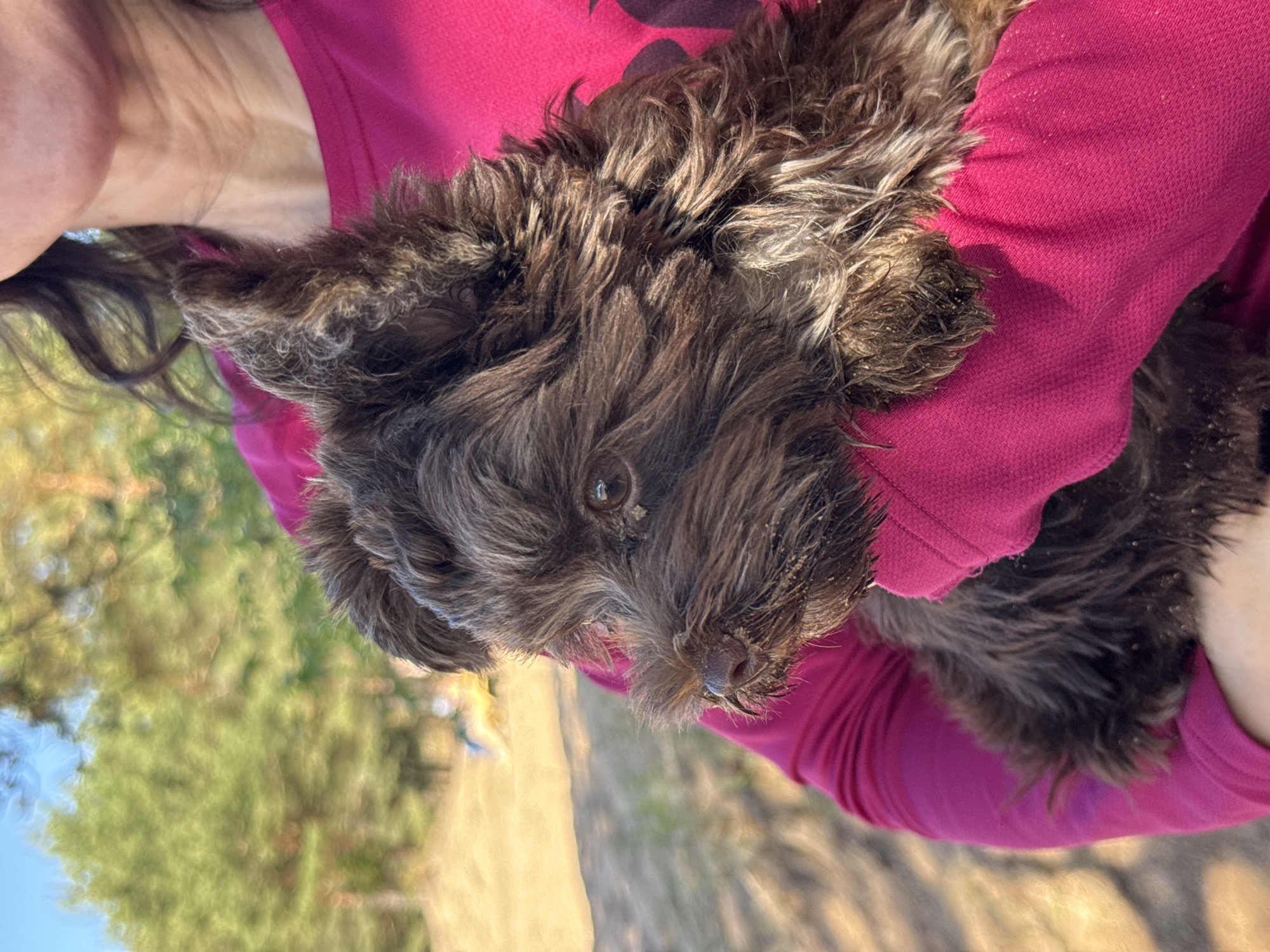 A close-up, vertical outdoor image depicts a dark brown, shaggy-haired dog held by a person. The dog, likely a terrier-type breed, is positioned centrally, facing towards the left of the frame with its head slightly angled towards the viewer. Its fur is matted and appears to have accumulated sand or dirt particles, particularly around its muzzle and eyes. The dog's left dark brown eye is visible and directed towards the left. The person holding the dog is partially visible, showing their right shoulder, arm, a portion of their lower face (jawline and neck with visible skin creases), and dark, wavy hair. They are wearing a bright fuchsia-colored, long-sleeved top. The dog's body rests on the person's arm, also covered in the same fuchsia fabric, which shows some visible texture. The background is out of focus, consisting of numerous green trees, characteristic of a forested area, and a light-colored, sandy or earthy ground. The scene is illuminated by natural daylight. This image depicts a natural outdoor setting, consistent with a park or forested area in the city of Zelenaya Roshcha, Russia.