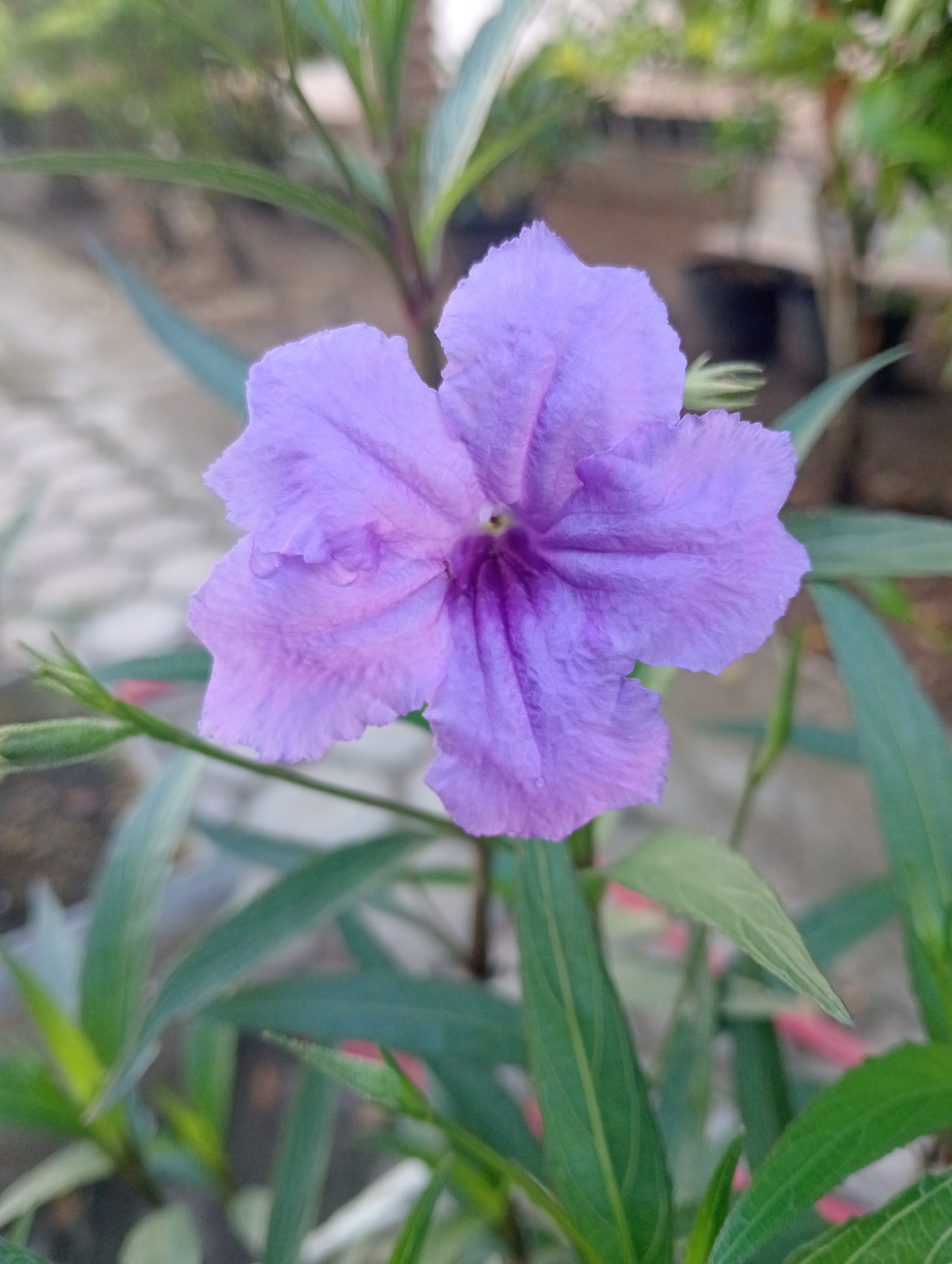 A close-up shot showcases a vibrant purple flower in the foreground, its delicate petals slightly creased and bearing tiny water droplets. The flower is surrounded by lush green foliage, with some leaves blurred in the background, creating a shallow depth of field. The setting appears to be an outdoor environment, possibly a garden or a natural landscape. The specific location of Baratpayaitek, Indonesia, is implied contextually rather than being visually evident in the image itself. The image is a still photograph with no discernible action or interaction occurring.