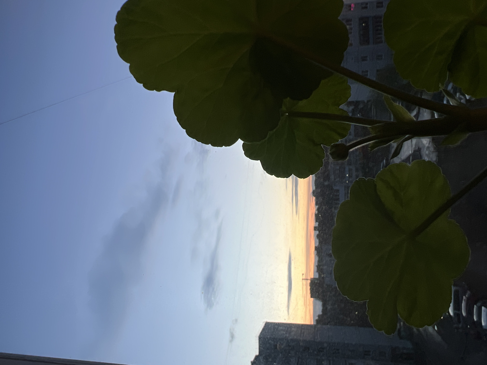 The image, taken in Chaikovsky, Russia, captures an outdoor scene viewed through a window, with a large green plant prominently silhouetted in the foreground. The perspective is from indoors, looking out at a sky transitioning between day and night, likely during sunset or sunrise.
In the immediate foreground, several large, lobed leaves and thick stems of a potted plant are visible. They are heavily backlit, appearing as dark green silhouettes against the brighter sky, though subtle hints of their texture and a small bud can be discerned.
Beyond the plant, the sky displays a beautiful gradient of colors. The upper portion is a clear blue, gradually fading into lighter blues and grays, and then intensely warm oranges, yellows, and pinks near the horizon. Wispy and denser cloud formations are scattered across the sky. A faint, thin line, possibly a wire or a distant aircraft contrail, traverses the upper sky.
Below the illuminated horizon, an urban or suburban landscape unfolds. Silhouettes of numerous multi-story buildings, characteristic of a city environment, line the horizon. Some faint architectural details are visible on these structures, and a single pink light emanating from a distant window suggests early evening or morning activity. The scene evokes a sense of tranquility and contemplation, observing the transition of day from an indoor vantage point. No visible text is present in the image.