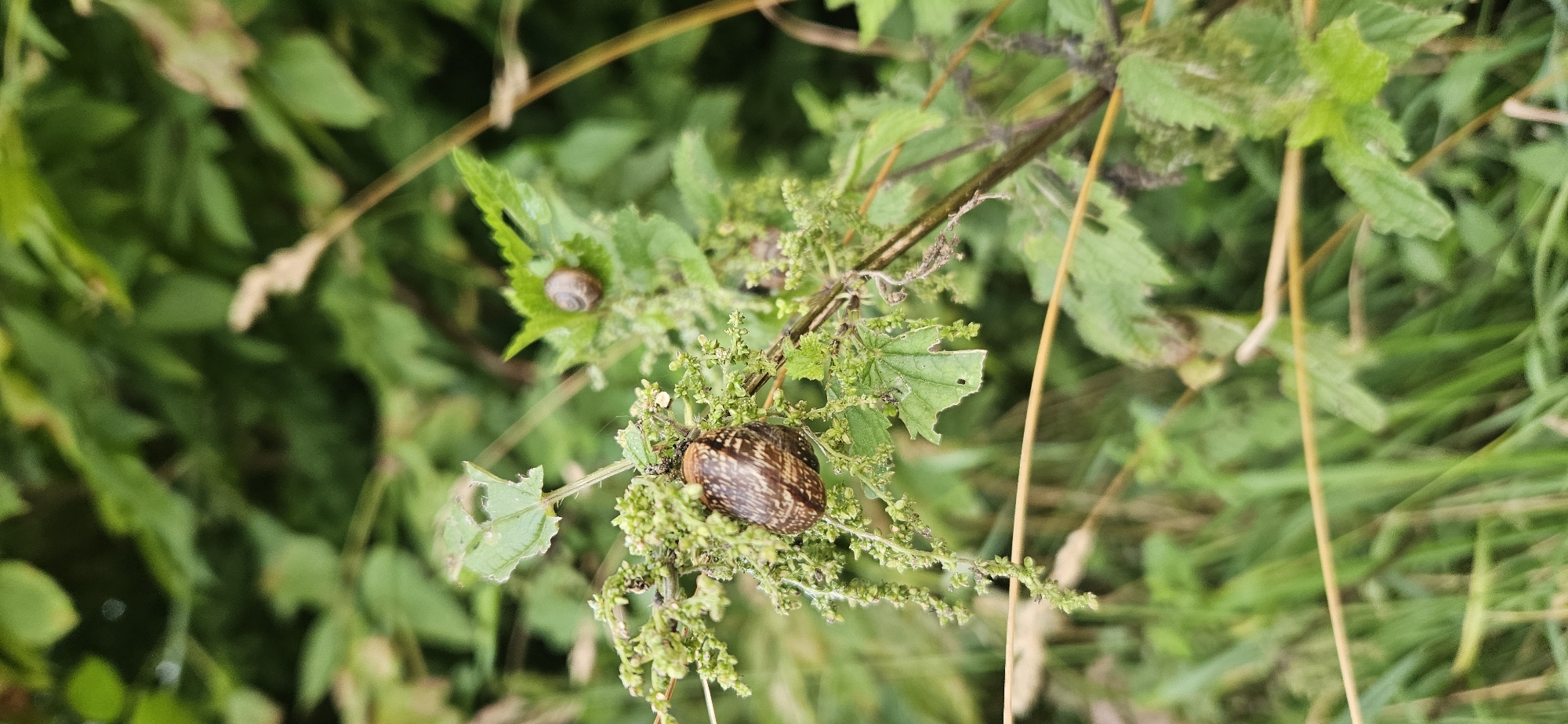 In Vitsebsk, Belarus, on a lush green plant, a snail with a patterned brown shell is prominently displayed. The snail is positioned on a cluster of small, green seed heads and leaves. In the background, out of focus, more green foliage creates a natural, outdoor setting. Another smaller snail is visible on a green leaf further back in the image. The overall scene is a close-up observation of these gastropods in their natural habitat.