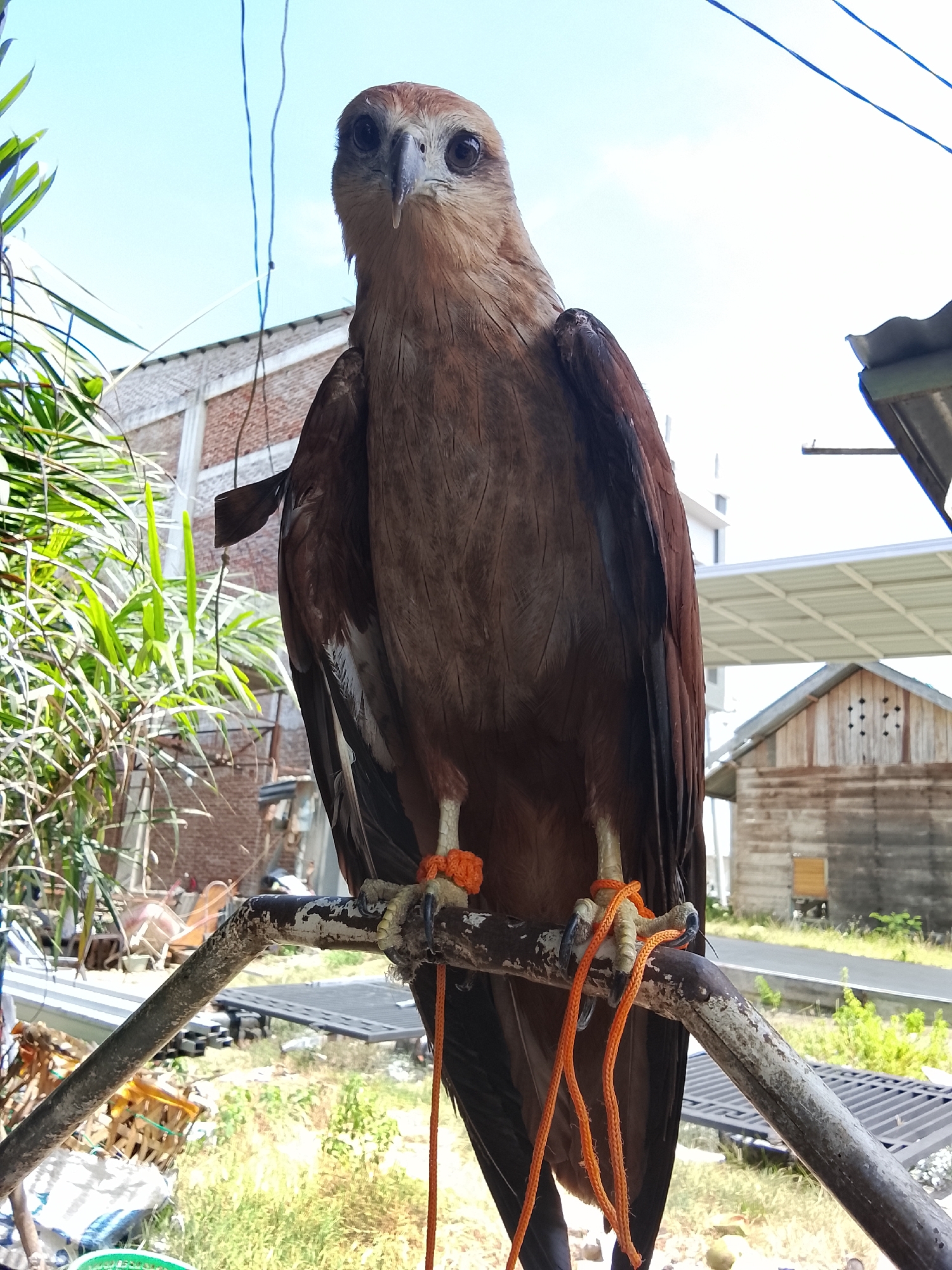 A bird of prey, likely a Brahminy Kite, is perched on a rusty metal bar in Kuta Trieng, Indonesia. The bird is brown with a white head, and it has orange bands on its legs, connected to orange strings that hang down. It is facing the camera with its eyes wide open and its beak slightly ajar. The background shows a bright blue sky with some power lines, a brick building, a wooden shack with a corrugated roof, and lush green vegetation. The overall scene suggests an outdoor setting, possibly near a rural or semi-urban area.