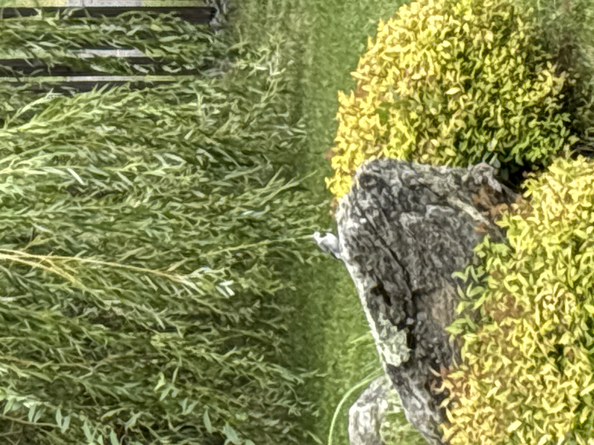 The image depicts a natural outdoor scene, likely a garden or park. A small bird, possibly a wagtail, is perched on a large, grey rock. The rock is partially covered with moss and is surrounded by lush green grass and a dense shrub with yellow-green leaves. In the background, weeping willow branches hang down, creating a curtain-like effect. A wooden fence is visible to the right, partially obscured by the foliage. The lighting suggests it is daytime. There is no indication of the city of Zvenigorod, Russia.