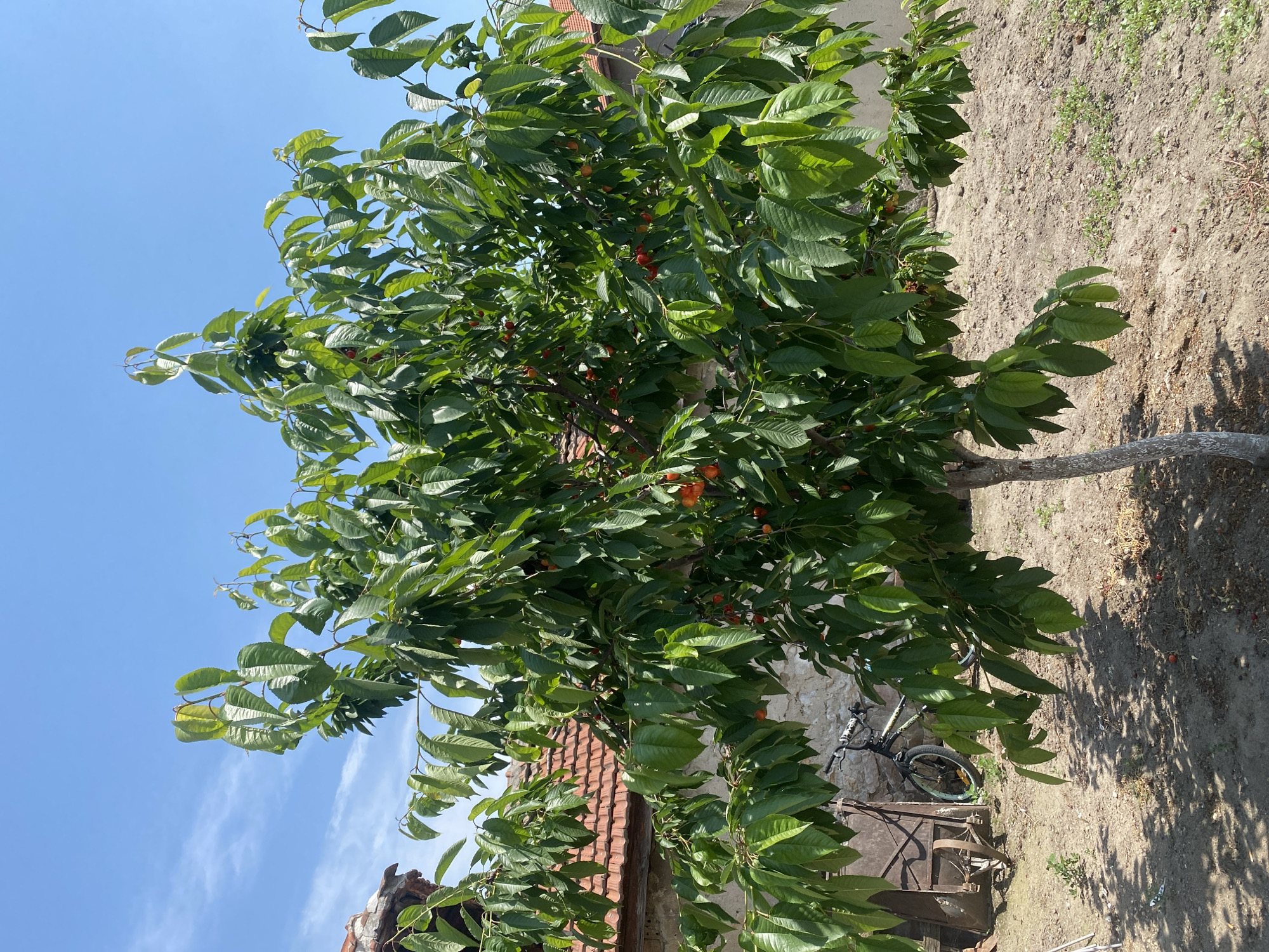 The image displays a detailed view of a fruit tree, specifically a cherry tree, located in Sinitovo, Bulgaria, under a clear, bright blue sky with minimal wispy clouds. The tree, positioned centrally, exhibits a full canopy of vibrant green leaves and is laden with numerous ripening cherries, ranging in color from orange-yellow to deep red. The lower part of the tree's trunk is painted white. In the background, traditional buildings with weathered reddish-brown tiled roofs and light-colored, possibly stone or stucco, walls are visible. To the left of the tree, partially obscured, are what appear to be rustic metal objects or equipment. A dark-colored bicycle with light-colored rims leans against a stone wall behind the tree on the left side. The ground beneath the tree is dry, tilled earth with sparse patches of green vegetation and several fallen red fruits. No individuals are present, and no specific actions are occurring. The scene is illuminated by direct sunlight, casting distinct shadows.