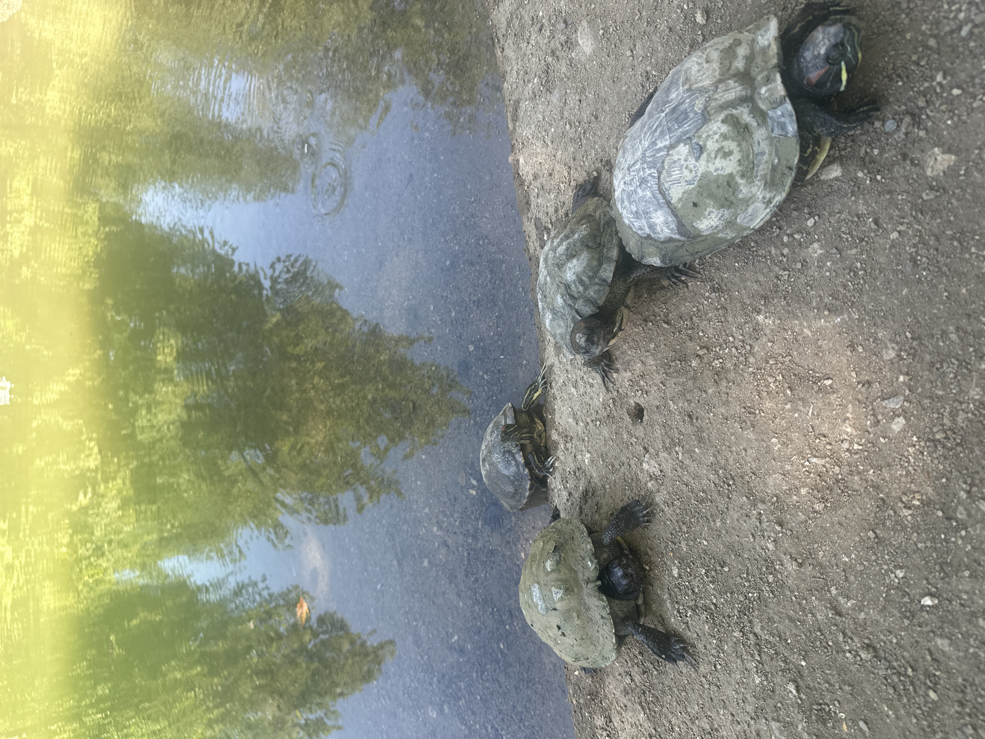 Four turtles are positioned on a dry, granular dirt bank adjacent to a body of water in General Todorov, Bulgaria. The leftmost turtle is heavily encrusted with mud or algae on its shell and head, facing slightly right. Directly behind it, a smaller turtle is partially in the water, facing left. Further right, another turtle is partially submerged, facing away from the bank. The largest turtle in the foreground, on the far right, also shows some mud on its shell and has a distinct red stripe behind its eye, characteristic of a Red-eared Slider, and faces right. The bank is composed of light brown/greyish soil with scattered small stones. A small, dark, circular hole is visible in the dirt between the central and rightmost turtles. The water, possibly a pond or calm river, displays greenish-yellow reflections of overhead foliage and sky in its upper portion, transitioning to a clearer, darker hue closer to the bank where subsurface sediment is visible. Concentric ripples are present on the water's surface in the upper right. No human presence is observed. The scene is brightly lit, indicative of daylight.