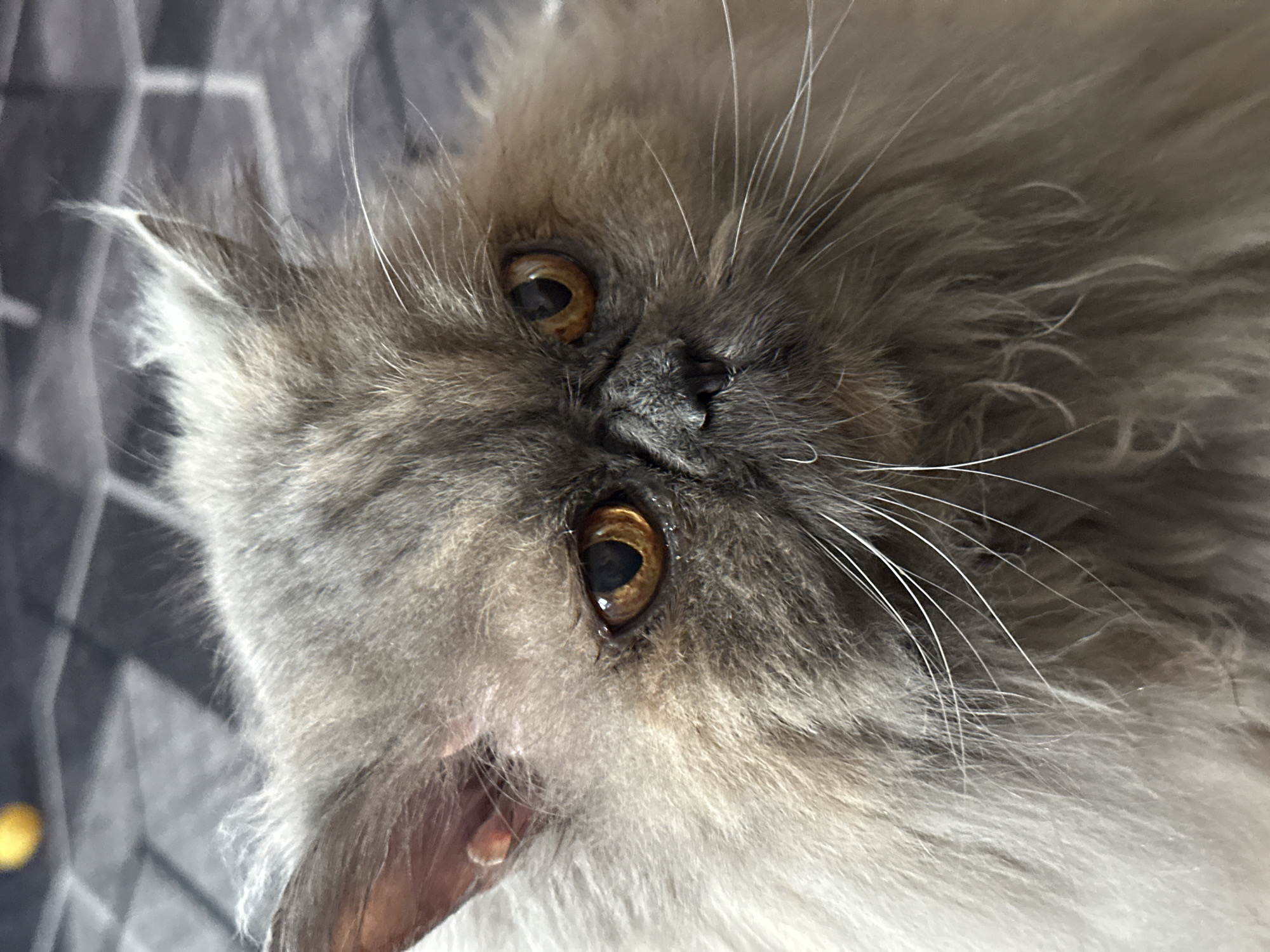 The image is a close-up, eye-level shot of a fluffy gray Persian cat. The cat has amber eyes and a flat face characteristic of the breed. Its fur is long and appears soft, with variations in gray tones. The background is a blurred pattern of dark and light gray squares, suggesting a textured surface like a blanket or upholstery. There is a hint of a yellow object in the upper left corner of the image, out of focus. No specific location in Chaikovsky, Russia, can be identified from this image.