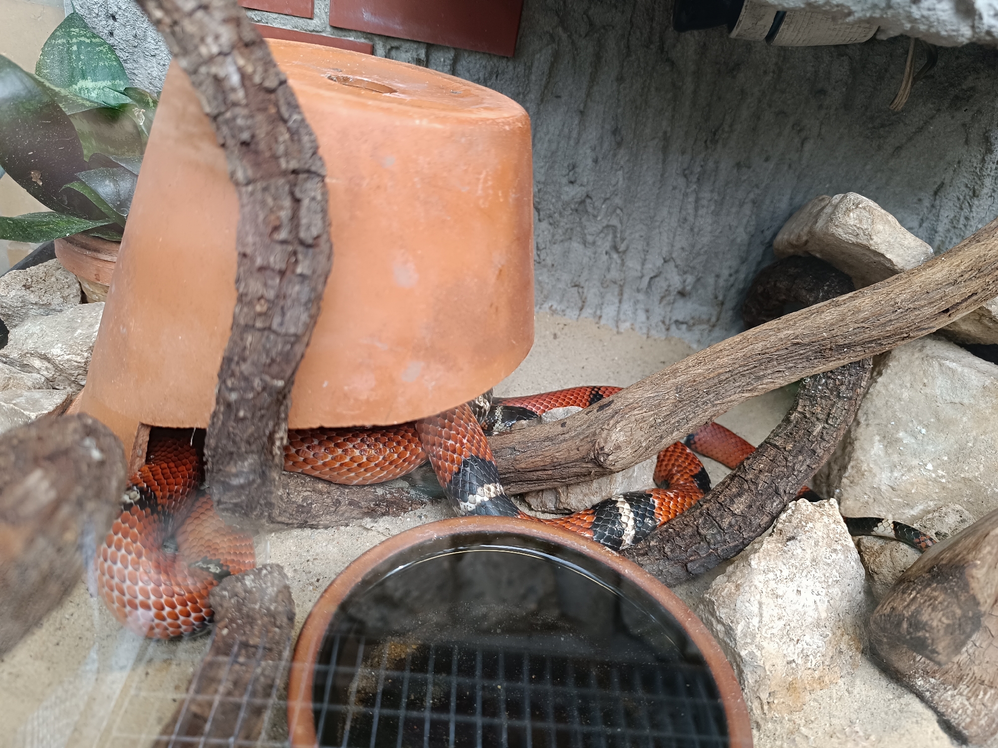 A snake with alternating bands of red, black, and white is coiled beneath an overturned terracotta pot in a rocky enclosure. The snake's body is visible in segments, with its head partially obscured and its tail extending towards the right side of the frame. The enclosure contains sand, rocks of various sizes, and a fallen branch. A shallow ceramic dish filled with water is in the foreground, with a grid visible beneath the surface of the water. The background shows a textured grey wall and a brick wall. This image does not contain any elements that would allow for identification of its location in Gliwice, Poland.