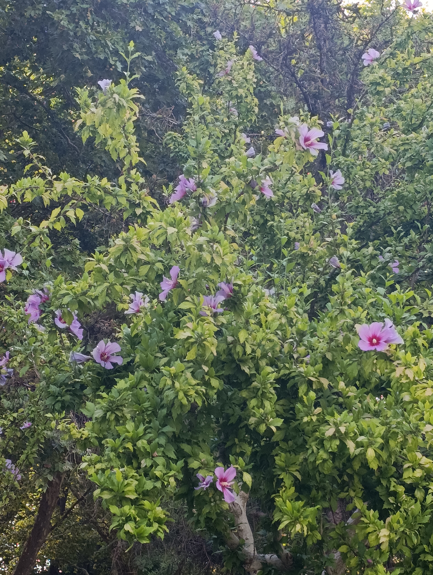 The image displays a close-up view of a flowering shrub, likely a hibiscus, densely covered with green leaves and several light purple and pink blossoms. The flowers have five petals and some appear to have a darker pink or reddish center. The shrub is partially illuminated, with some areas in shadow, suggesting it is outdoors. The background consists of more dense foliage and tree branches, indicating a natural or garden setting. There are no people or animals visible in the image. The image does not contain any specific visual cues that would allow for identification of its location within Setúbal, Portugal.