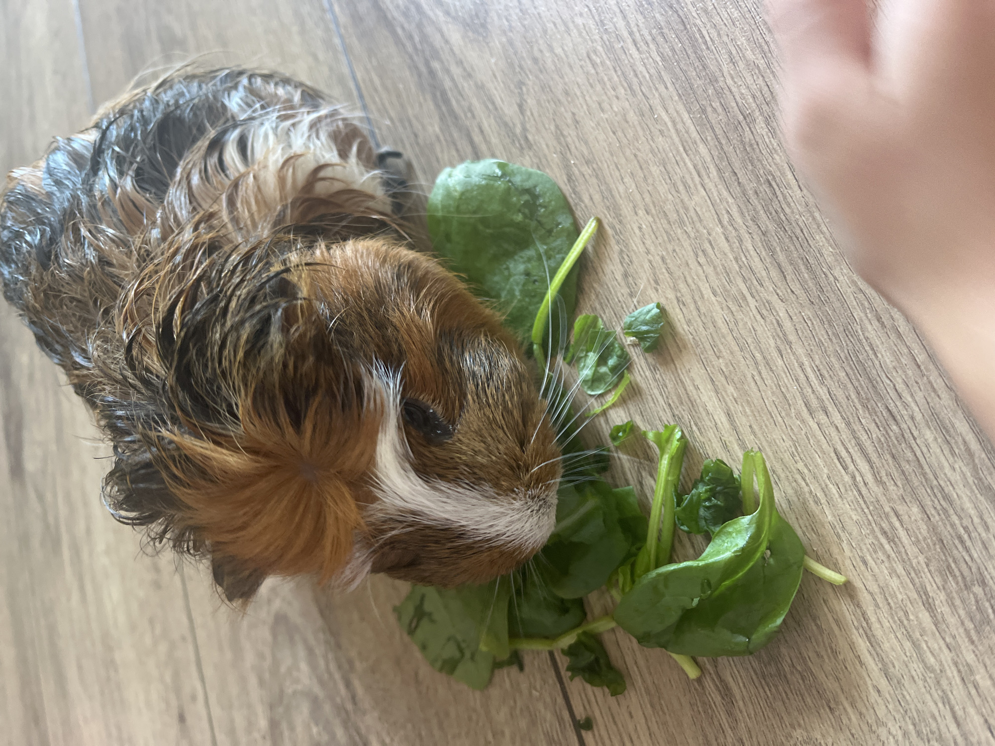 An overhead medium shot captures a guinea pig with wet, shaggy brown and black fur, including a white blaze on its forehead, eating spinach leaves on a light brown wooden floor. The guinea pig is positioned in the upper left quadrant of the frame, facing downwards and towards the right, with its snout close to the spinach. Several green spinach leaves are scattered around its head and to its right. A portion of a human hand, out of focus and pinkish in tone, occupies the lower right corner of the image, suggesting the guinea pig is being fed. The wooden floor has a visible grain pattern and appears clean. The lighting suggests an indoor environment, possibly a home.