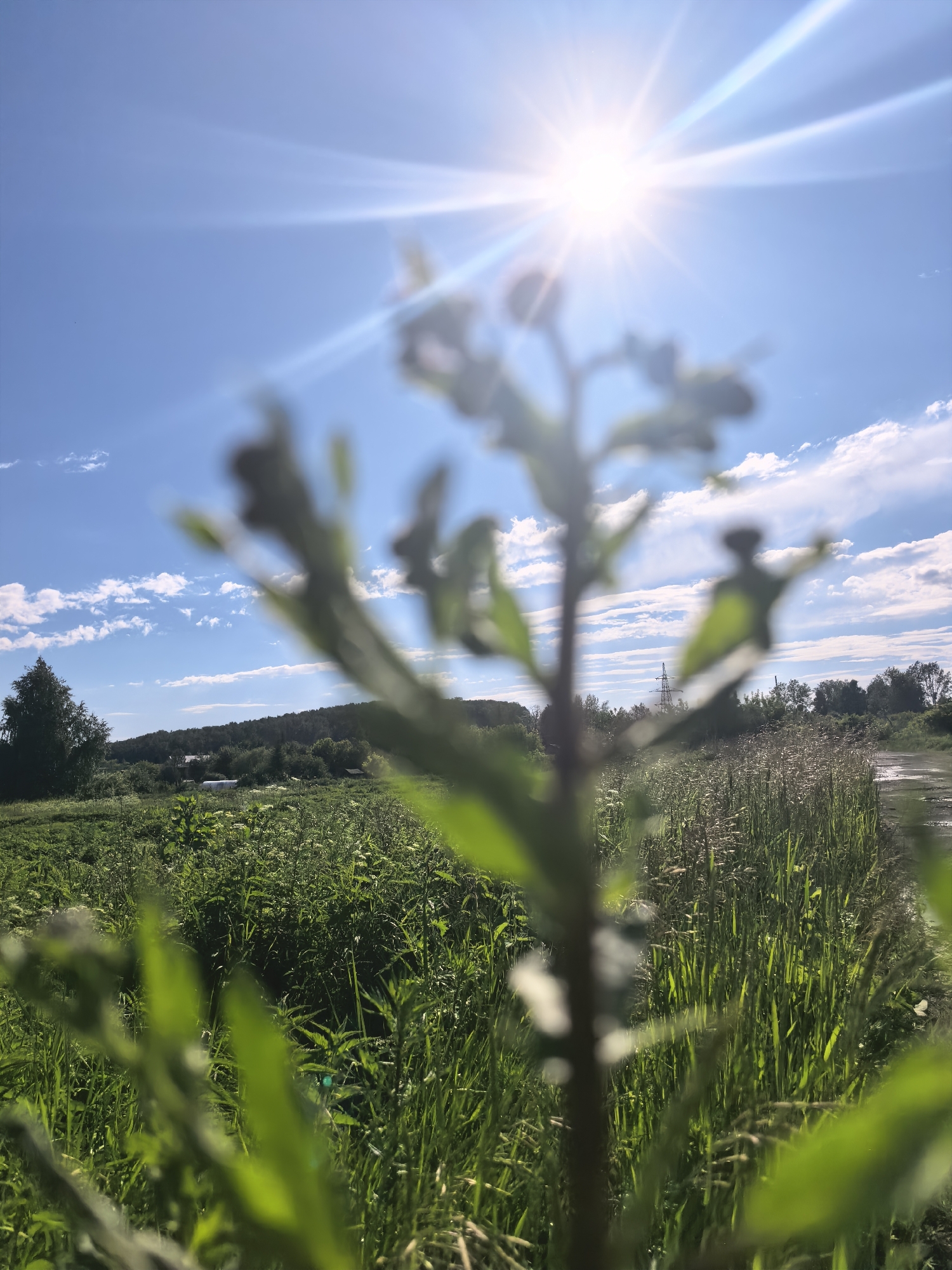 This is a landscape photograph taken on a sunny day with a bright sunburst in the upper center of the frame. The foreground is out of focus, showing a plant stem with green leaves. Beyond this, a vast field of green grass and other vegetation stretches into the distance. A dirt path is visible to the right, disappearing into the landscape. In the middle ground, there are trees and some buildings, suggesting a rural or semi-rural setting. A power line tower is also visible on the right side of the frame. The sky is a vibrant blue with scattered white clouds, and the sun's rays create a lens flare effect. The overall mood is bright and cheerful, indicative of a warm, sunny day. The time of day appears to be late morning or early afternoon due to the angle of the sun. There is no visible text in the image.