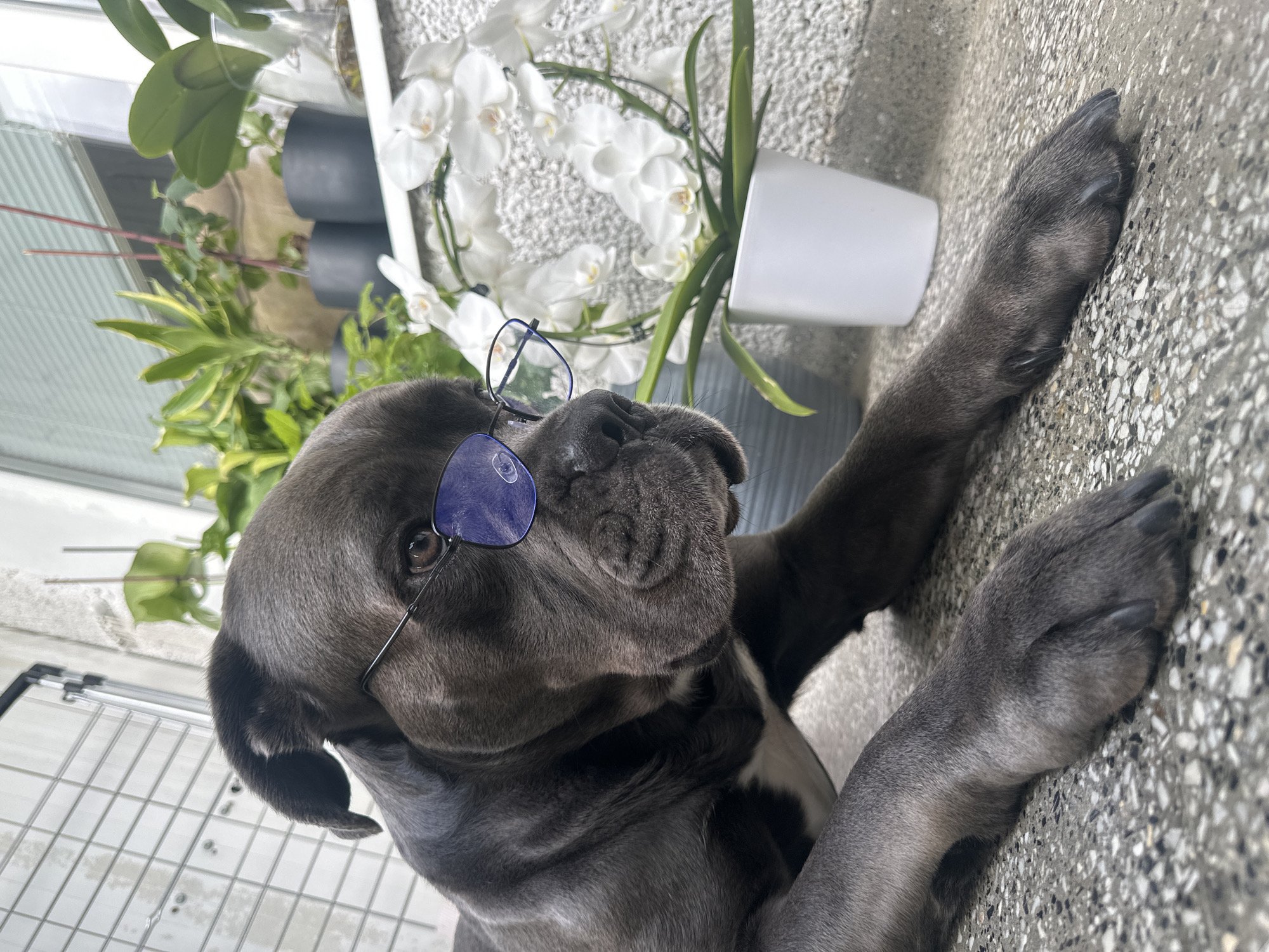 An eye-level, close-up shot captures a dark grey dog, likely a large breed such as a Cane Corso, lying on a speckled concrete surface. The image is oriented on its side, making the dog appear to be resting on a vertical plane. The dog looks upwards and slightly to its right, with a pair of blue-tinted, wire-rimmed glasses comically perched on its snout. Its large, dark paws are extended forward.
The background features several potted plants, including elegant white orchids in a white pot and other lush green foliage, suggesting an outdoor setting like a balcony or patio in Varna, Bulgaria. A white structure, possibly a railing or wall, is visible behind the plants. To the bottom left of the frame, a metal grid structure is partially visible, consistent with a balcony railing. The scene is illuminated by bright, natural light, indicating it is daytime. The dog's expression appears calm and contemplative. No visible text is present.