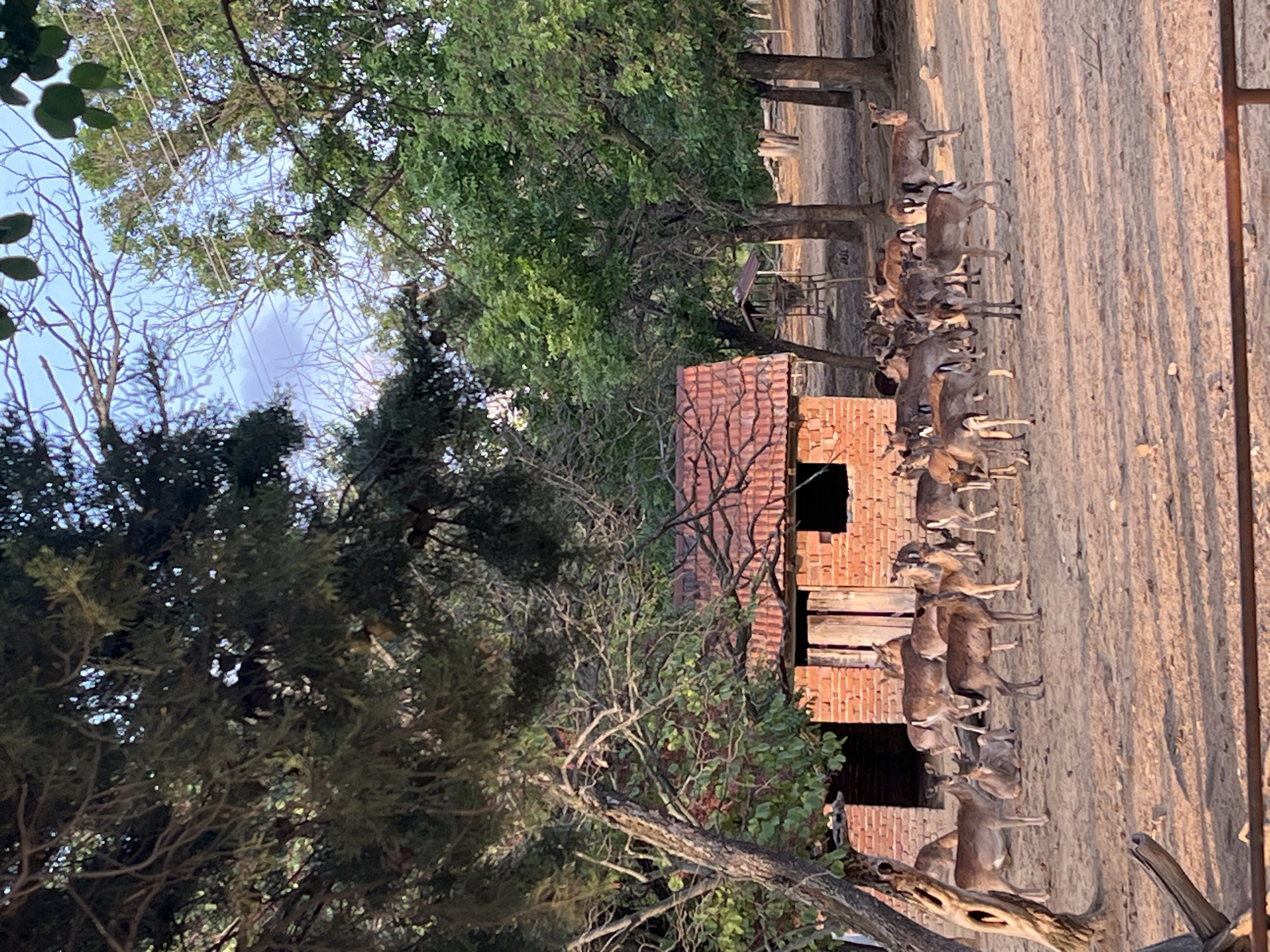 A brick building with a red tile roof is located among trees in what appears to be a forest or park setting. A group of deer are standing in a line in front of the building, on the right side of the frame. The location, Valchin, Bulgaria, is unknown from the image alone.