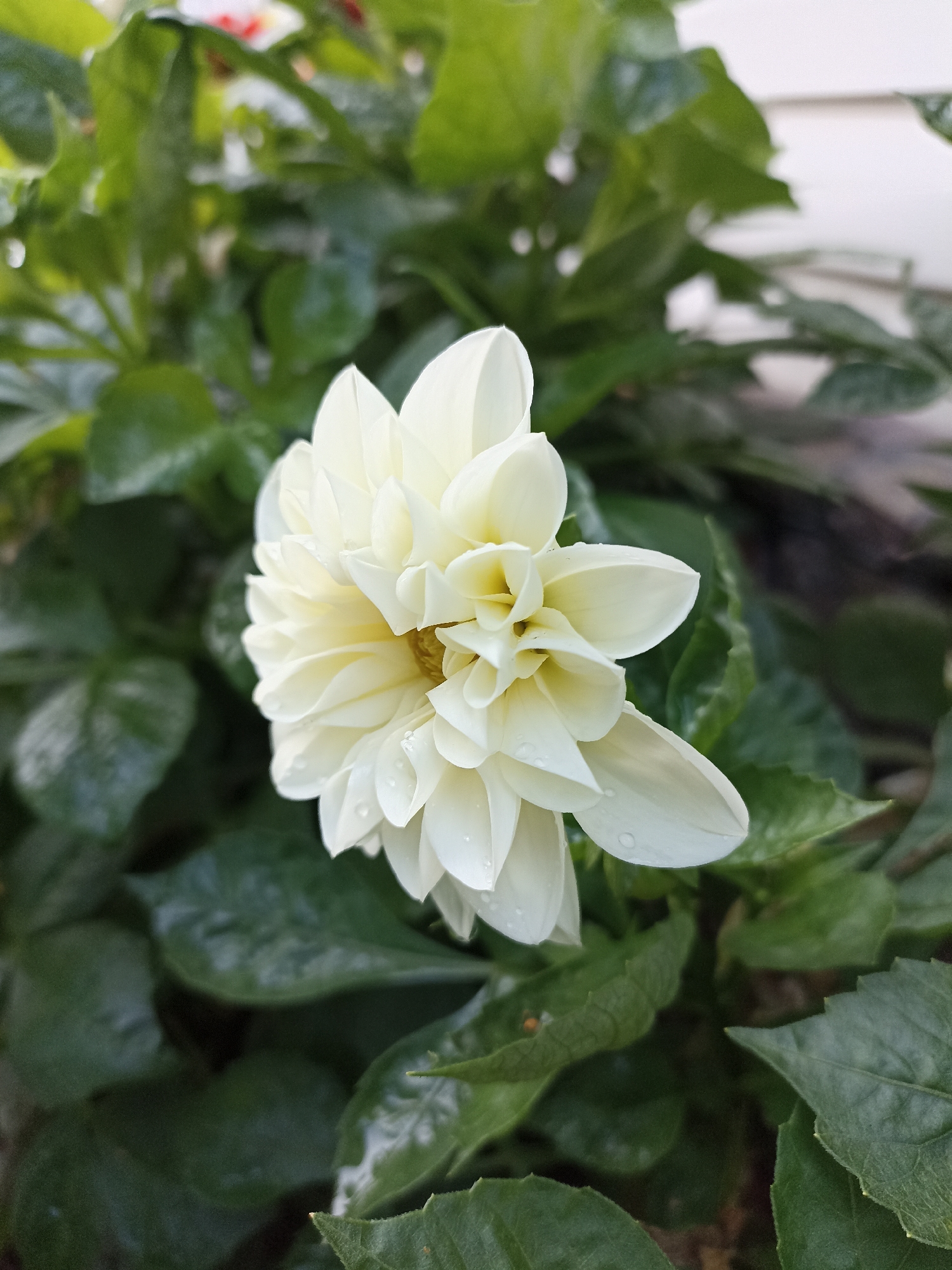 A close-up, eye-level shot showcases a fully bloomed white dahlia flower, its petals layered and slightly wet with dew drops. The flower is positioned centrally in the frame, its vibrant white contrasting with the deep green foliage that surrounds it. The leaves are broad and textured, some appearing slightly blurred due to the shallow depth of field. In the background, out-of-focus elements suggest a garden setting with hints of other flora and possibly a light-colored structure. The lighting is soft, highlighting the delicate details of the flower. The image appears to be taken outdoors. The location of Mochische, Russia, is not depicted in the visual information of this image.