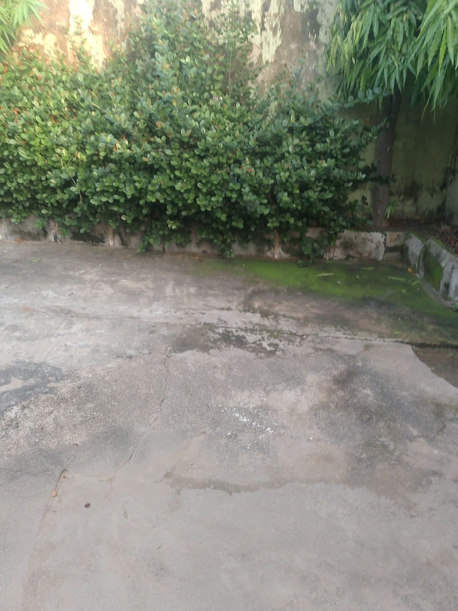 The image depicts an outdoor scene with a concrete ground in the foreground and a wall with lush green bushes in the background. The concrete appears weathered and has some cracks, with patches of moss growing in damp areas, suggesting a humid environment or recent rain. A concrete curb lined with moss is visible to the right.
Behind the concrete, a dense hedge of small-leafed green plants runs horizontally across the frame. To the right of the hedge, a tall tree with long, thin, green leaves reaches towards the top of the image. The wall behind the hedge is textured and appears to be made of concrete or plaster, with areas of discoloration and peeling paint, hinting at age and exposure to the elements.
The lighting suggests it is daytime, possibly late afternoon or early morning, given the soft, diffused light. There are no people or specific objects of interest in the frame, focusing instead on the natural elements and the slightly neglected outdoor setting. The overall impression is one of an overgrown, unkempt garden area next to a wall. No text is visible in the image.