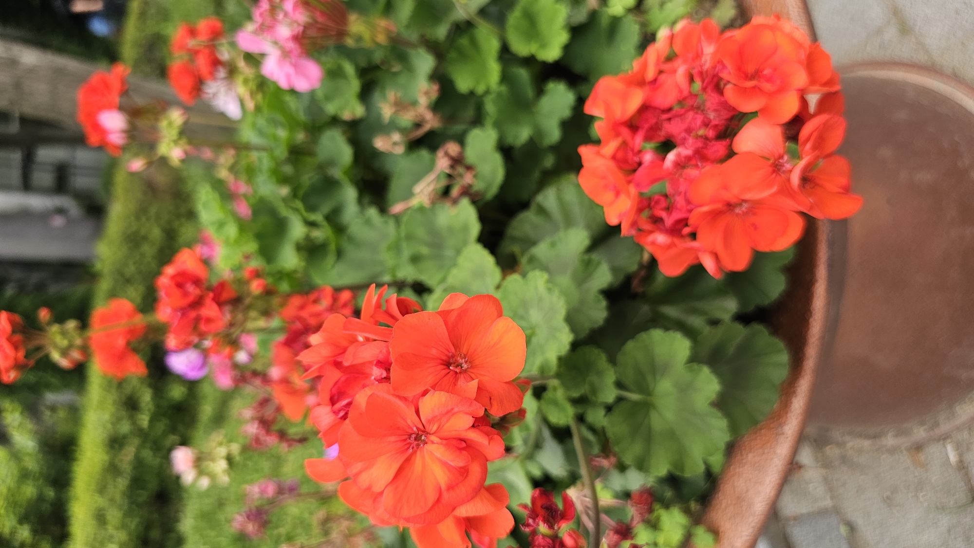 A close-up shot captures an assortment of bright orange and pink flowers, possibly geraniums, blooming in a large, brown ceramic pot. The flowers are clustered together, with lush green foliage providing a backdrop. The pot sits on a paved surface, and in the blurred background, a green hedge and some indistinct structures suggest an outdoor urban setting. This scene appears to be located in Asan-si, South Korea, possibly in a park or garden area, given the manicured greenery. The overall impression is one of vibrant natural beauty within a developed environment.