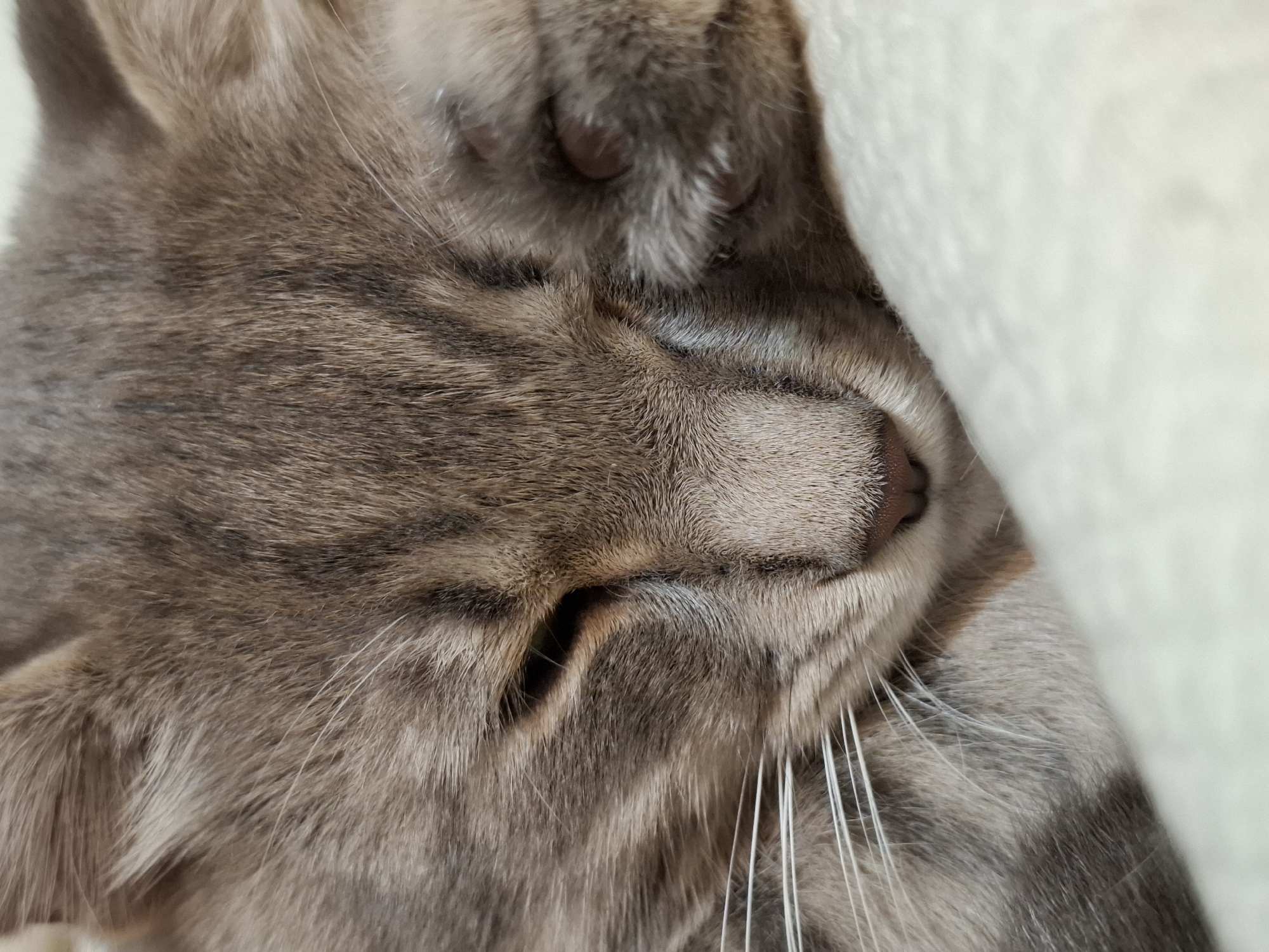 A close-up shows a sleeping cat. The cat has gray-brown fur with darker stripes and long, white whiskers. The cat's eyes are closed, and its nose is pink. Part of a white surface is visible on the right edge. The image does not suggest anything about the location of Novi Sad, Serbia.