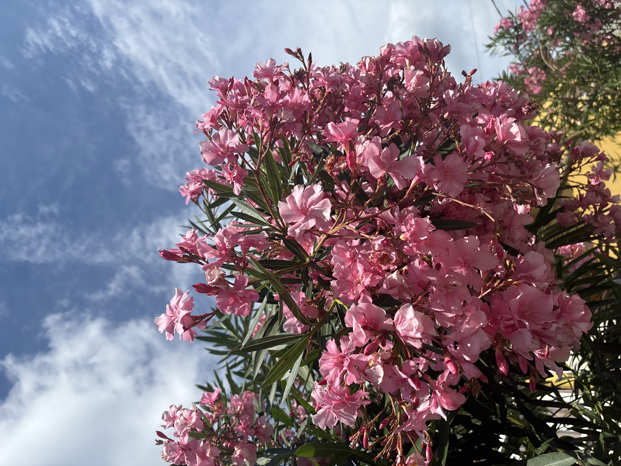 This is a close-up, low-angle shot of a cluster of pink oleander flowers against a bright blue sky with scattered white clouds. The flowers are in full bloom, with delicate petals and visible stamens. Their vibrant color contrasts with the deep green, needle-like leaves of the plant. The background shows a sliver of a building with a yellow facade and a hint of a wire or cable. The scene is set outdoors, bathed in bright sunlight. There are no people or animals visible. This image likely depicts a common ornamental plant found in the warmer climate of Sochi, Russia, a resort city on the Black Sea coast, known for its lush vegetation.