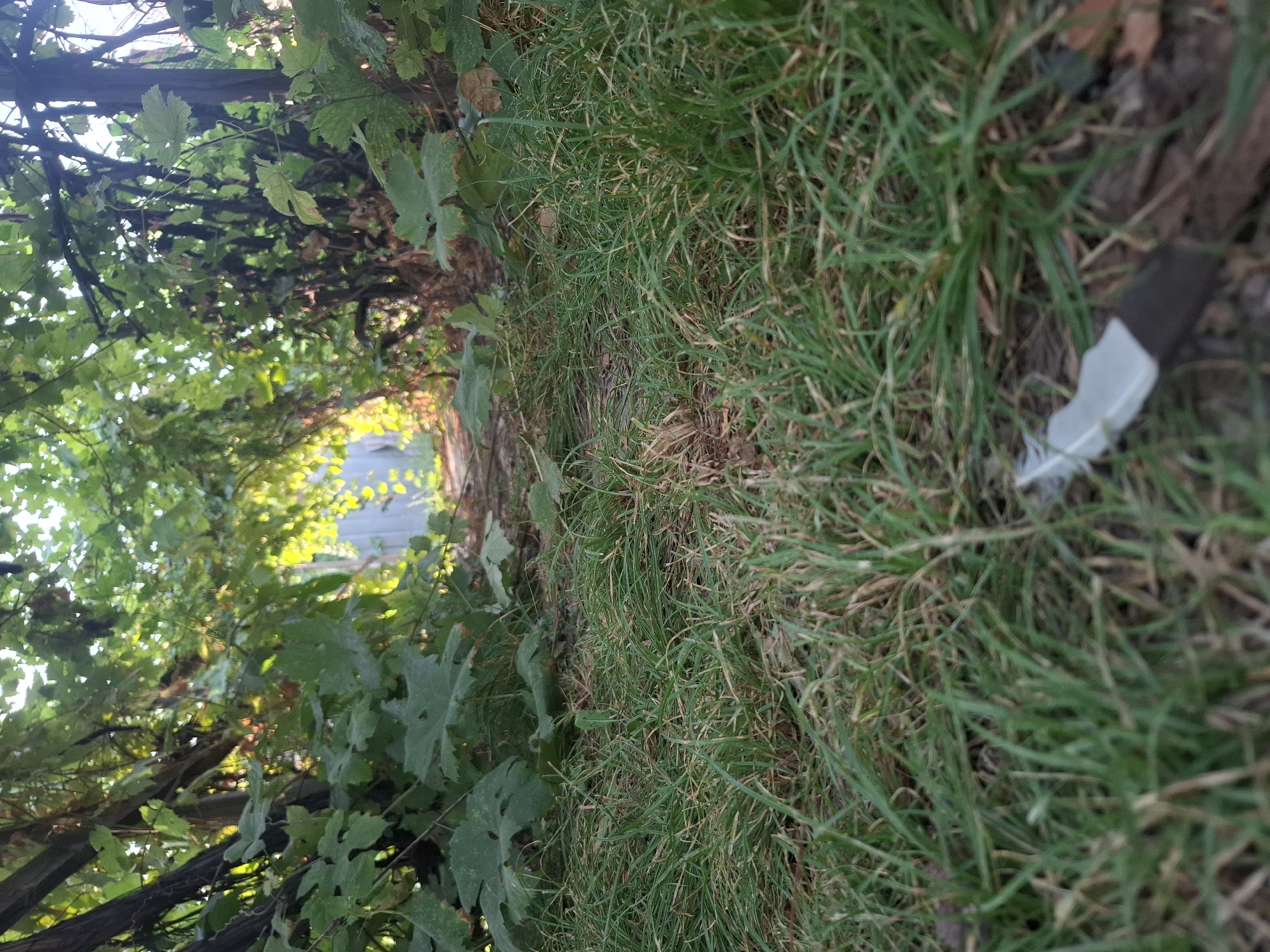 A low-angle ground-level shot depicts a narrow, overgrown path bordered by lush green foliage and grapevines. The path leads toward a bright, sunlit opening, hinting at a gate or opening in the vegetation. In the foreground, a small, white object with a dark tip rests on the grass, partially obscured by blades of grass. The overall scene suggests a secluded outdoor area, possibly a garden or alleyway, bathed in natural light. The presence of the object could indicate litter or a discarded item. Without additional context, the specific location within Almaty, Kazakhstan cannot be definitively identified.