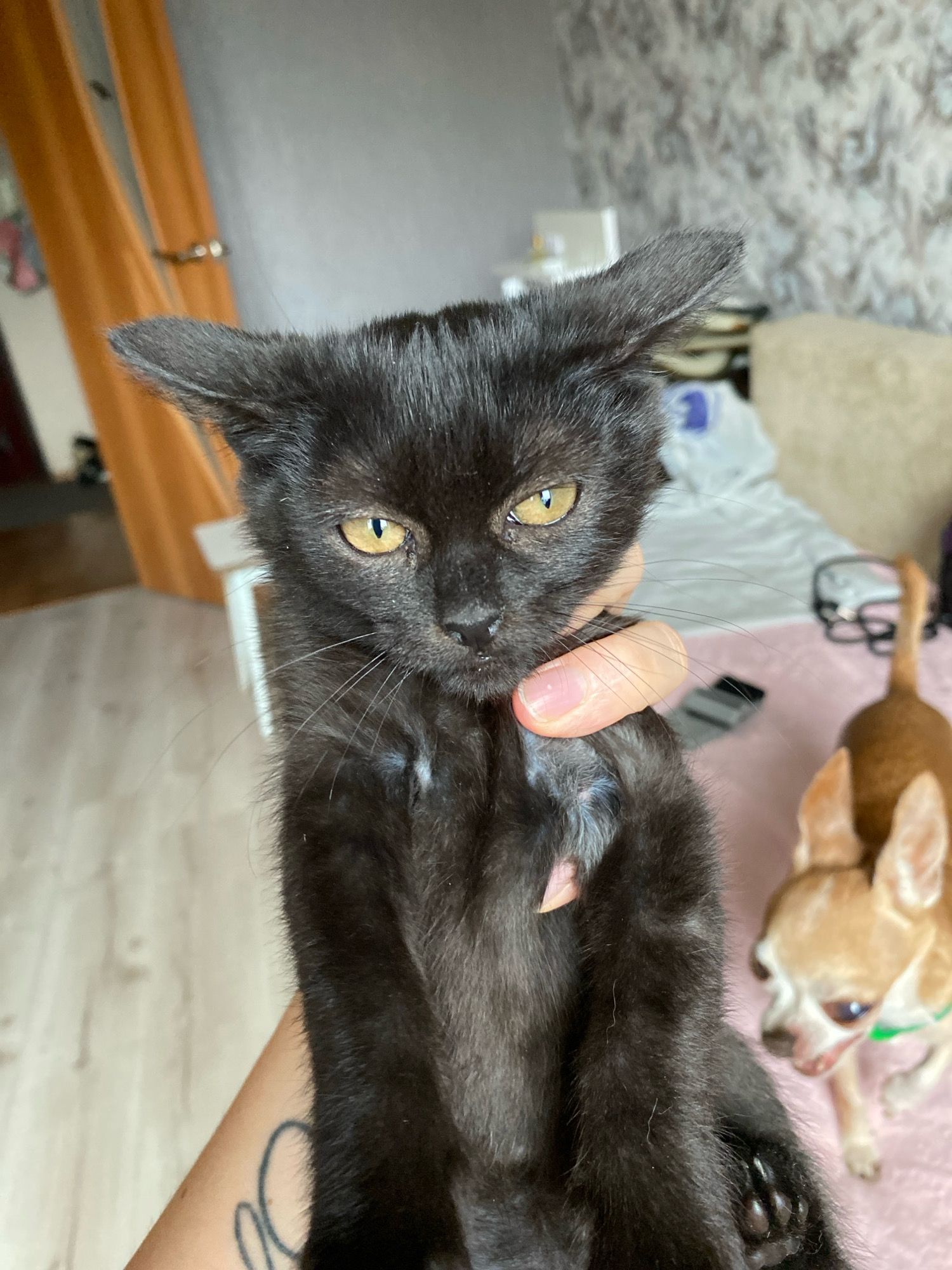 A person is holding a small black kitten in front of a blurred background. The kitten has yellow eyes and large ears. A small tan dog is visible in the background to the right of the kitten. The environment appears to be a room with curtains and furniture. The image does not contain any information about the location in the city of Zhlobin, Belarus.
