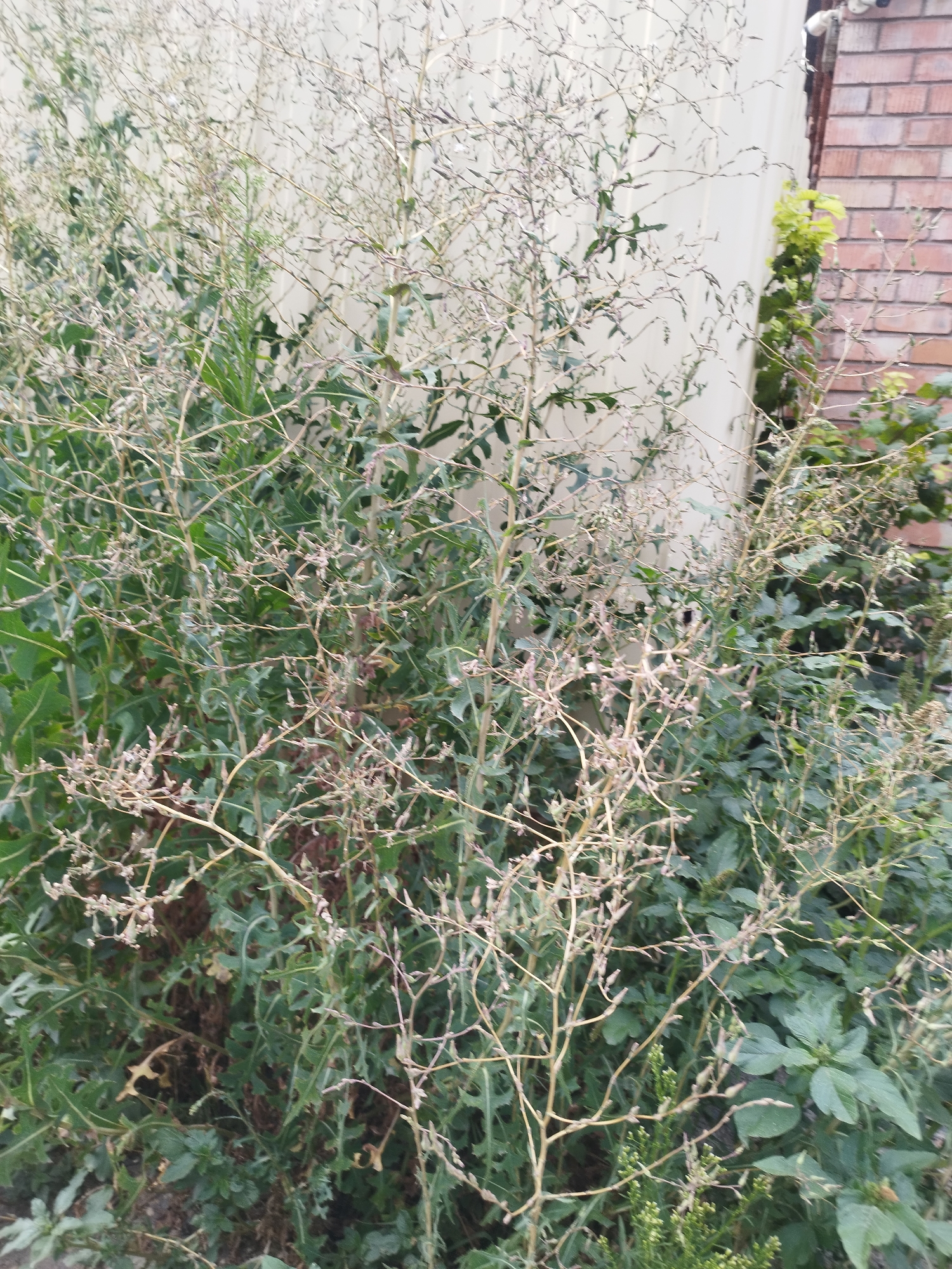 A dense thicket of plants, some with green leaves and others with dry, wispy stalks topped with seed pods, fills the foreground and midground of the image. The plants are arranged in an uneven manner, with some stalks reaching upwards and outwards. In the background, a light-colored, vertical structure, possibly a fence or wall, is partially visible. To the right, a section of a red brick wall is present, with a small patch of green foliage climbing beside it. The overall scene suggests an outdoor environment, likely a garden or overgrown area. The specific location in Oskemen, Kazakhstan is not discernible from the visual elements presented in the image.