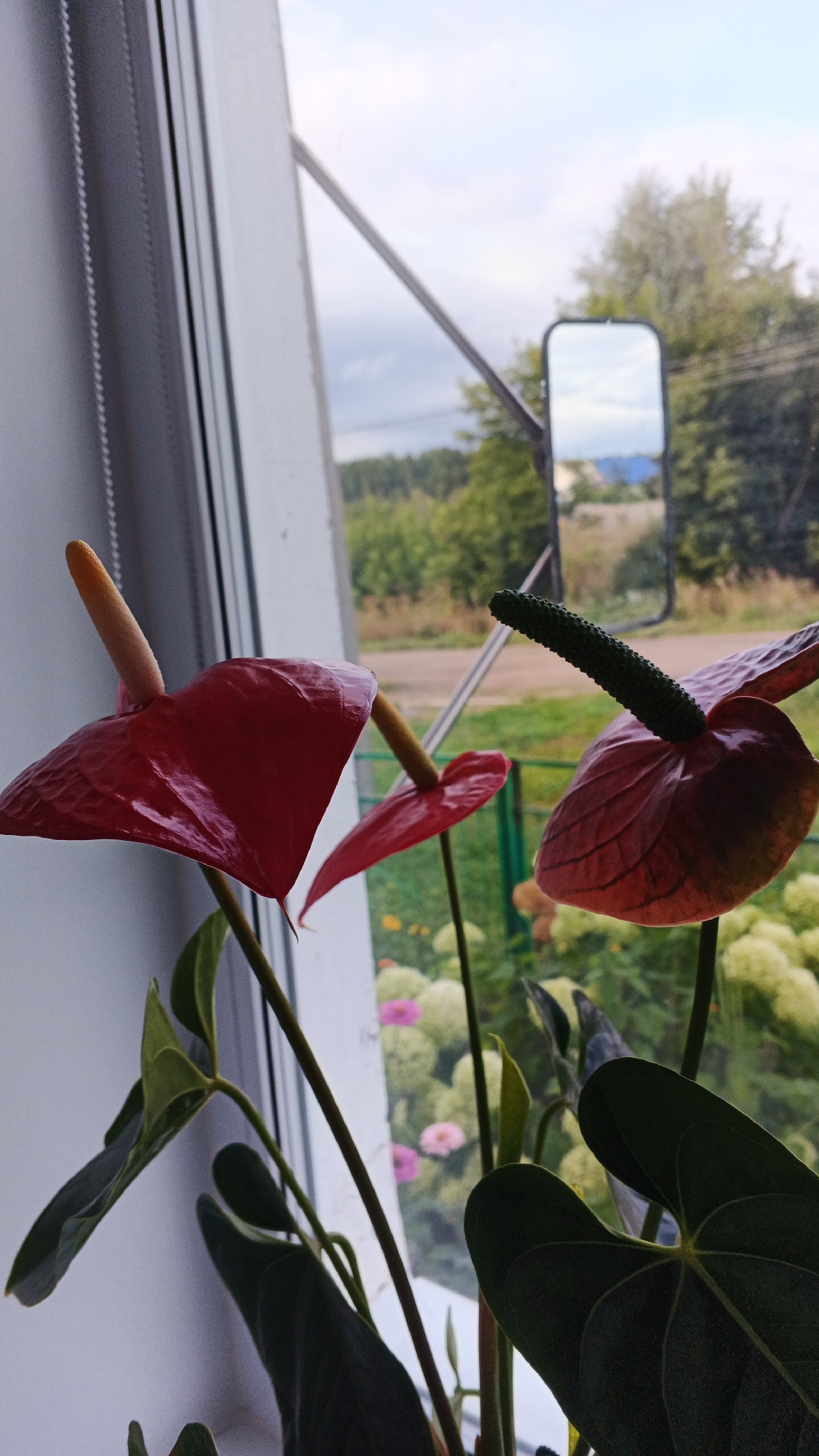 Two red anthurium flowers are in the foreground, positioned near a window. One flower, on the left, faces the viewer and has a yellow spadix protruding from its center. The other flower, to the right, is partially obscured and shows a green, elongated spadix. The background is out of focus, revealing a reflective surface, possibly a mirror, showing a cloudy sky and trees. Beyond that, a rural landscape with trees and a dirt road is visible. The location is identified as Podgornoye, Russia.