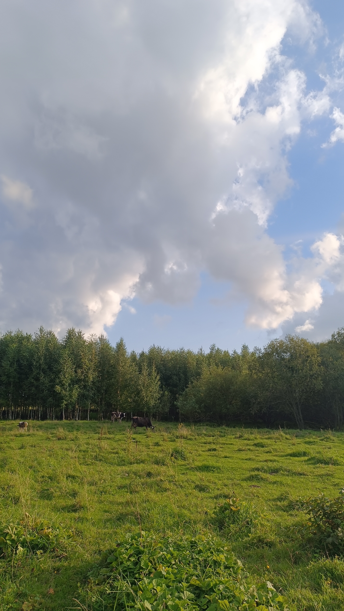 A wide shot captures a grassy field under a cloudy sky. A dense line of trees forms the background, with some lighter green trees in the foreground. Several cows are grazing in the field. The sky is a mix of blue and white clouds, with the sun casting a warm light on the scene. The image is taken from a slightly elevated perspective, looking down into the field. The overall impression is one of a peaceful rural landscape.