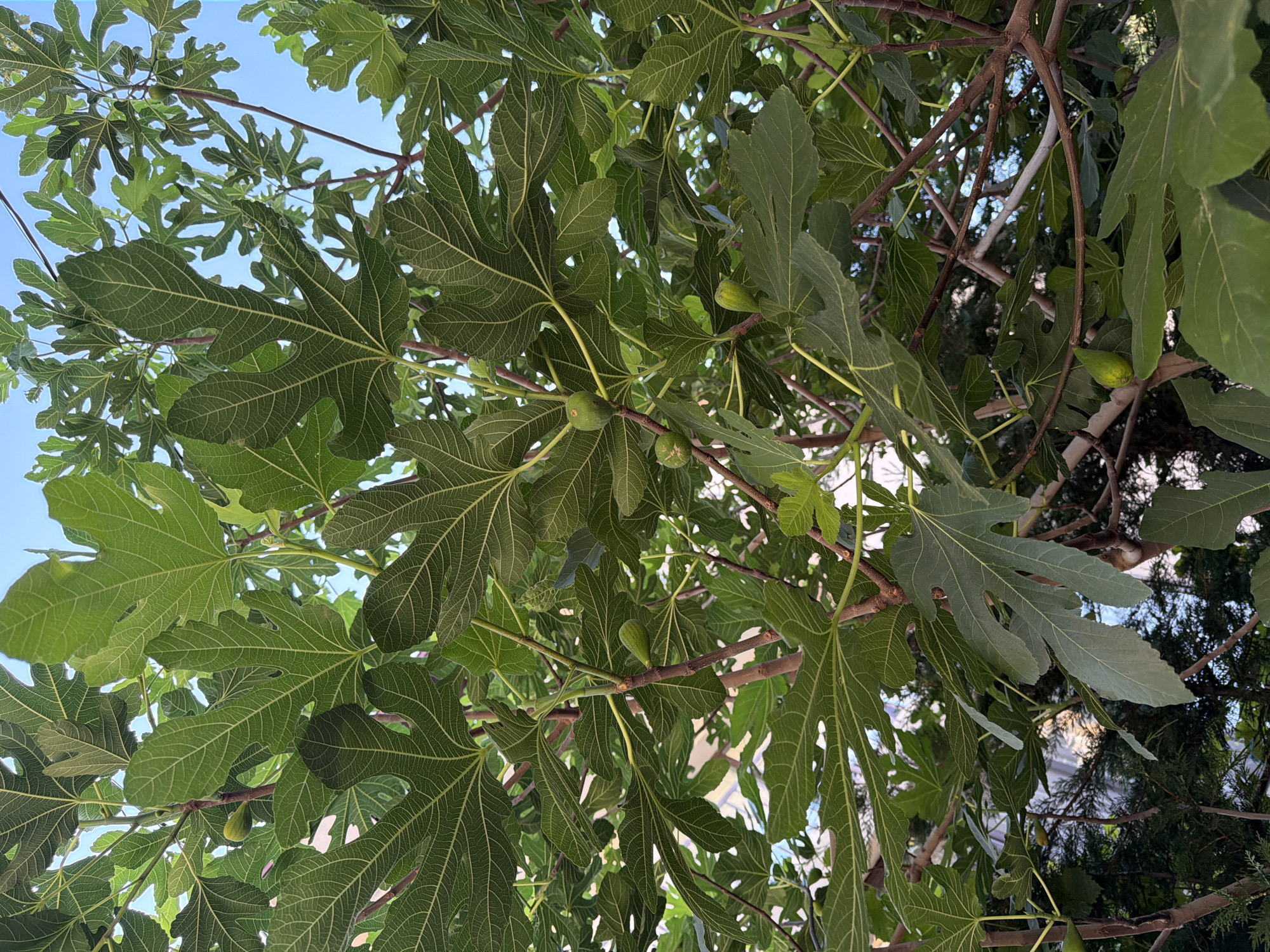 The image is a close-up, upward-facing shot of a fig tree's branches and foliage. Several green figs are visible amongst the large, lobed green leaves. The branches are brown and woody, with some thinner, lighter-colored stems interspersed. The background shows patches of bright blue sky, suggesting it is daytime and outdoors. The overall impression is of a healthy, mature fig tree with developing fruit. There is no indication of the city of Pazardzhik, Bulgaria, within the image itself.