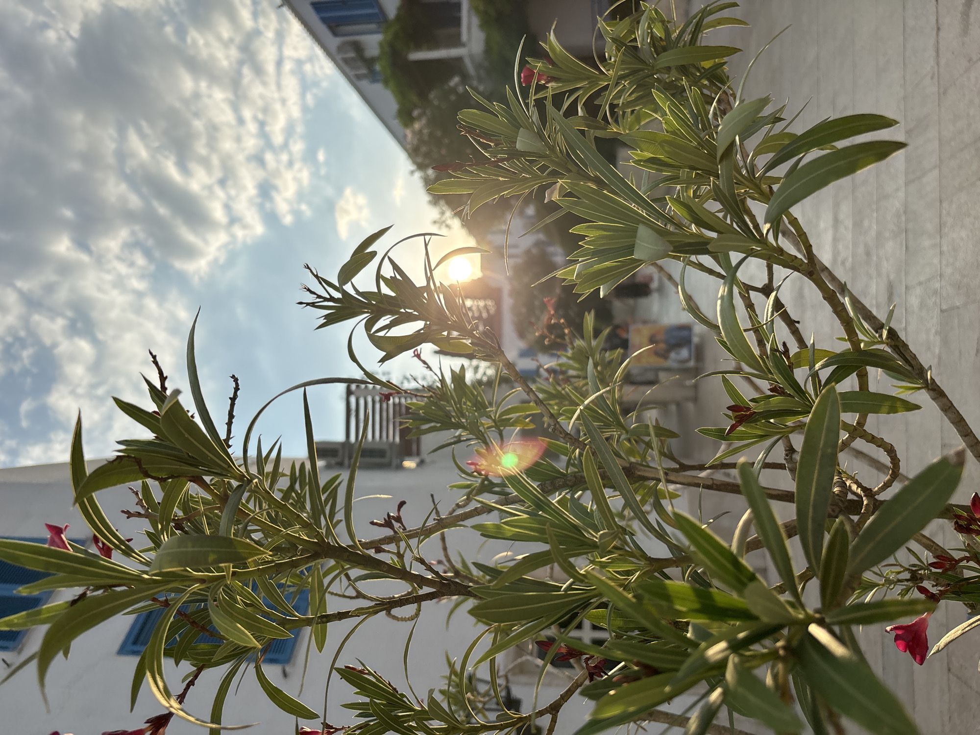 In Budva, Montenegro, a sun-drenched scene unfolds with a focus on lush green foliage in the foreground, characteristic of the Mediterranean climate. The plant, likely oleander given its slender, pointed leaves and small pink buds, is bathed in the warm glow of the setting or rising sun. The sun itself is visible as a bright, diffused orb peeking through the branches, creating a lens flare with green and yellow hues on the leaves.
Behind the plant, a white building with distinctive blue shutters stands out. Architectural elements suggest a European coastal town, possibly with a balcony or upper-level structure visible. In the background, more buildings are discernible, suggesting a residential or commercial area within the city. The sky is a canvas of soft, white clouds against a pale blue expanse, indicating a pleasant weather day.
The ground appears to be paved, possibly a walkway or courtyard, with subtle textural details. Faintly, figures of people can be seen in the distance, suggesting the area is a public space. One person appears to be walking away from the camera. The overall impression is one of tranquility and natural beauty juxtaposed with urban architecture, bathed in the soft light of a Mediterranean day.
