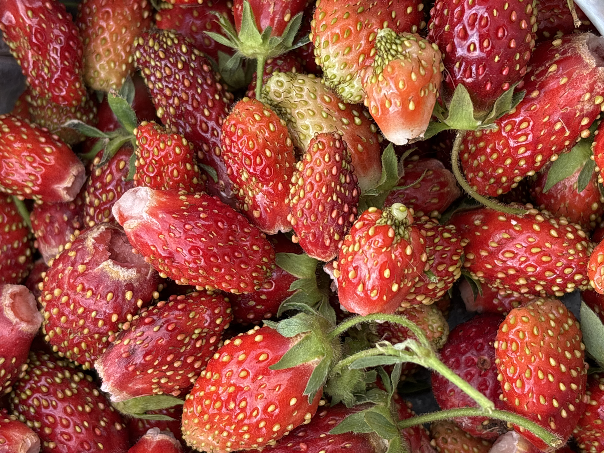 A close-up, overhead view of a pile of ripe, red strawberries. The strawberries are small and elongated with visible seeds on their surfaces. Some of the berries have green stems and leaves attached. The lighting is bright, highlighting the vibrant red color of the fruit and creating a slightly textured appearance. There are no people, buildings, or any other environmental features visible in the frame. The image appears to be taken in an outdoor setting with natural light.