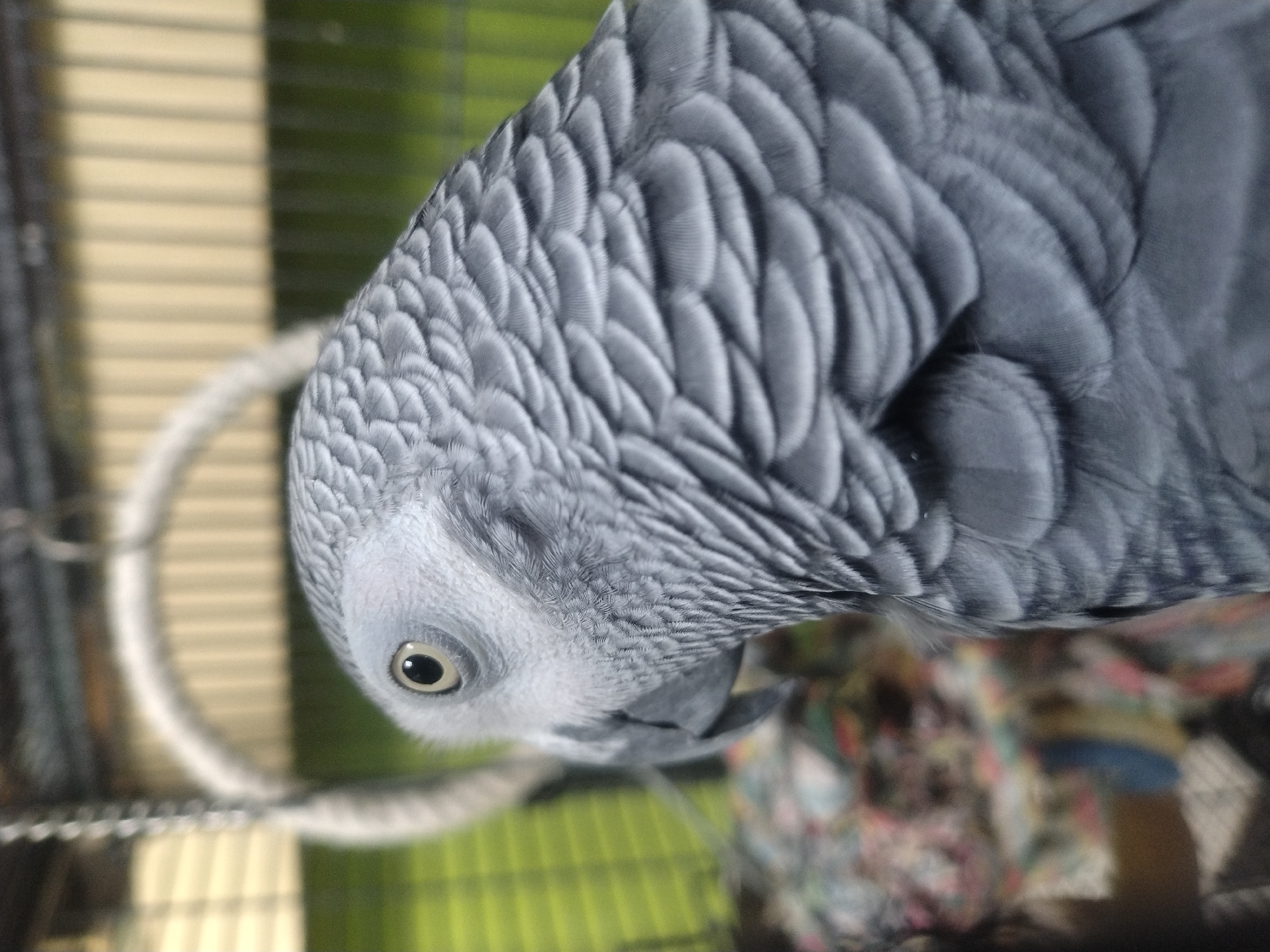 A close-up, high-angle shot shows an African Grey parrot perched inside its cage. The parrot's head is tilted downwards, and its eye is visible, suggesting it is looking at something below. The feathers are predominantly grey with subtle variations in shade, providing texture. The cage has a green floor and includes a white, looped rope perch. The background is somewhat blurred, but the bars of the cage are identifiable. The location and city of Luxembourg, Luxembourg, cannot be determined based on the visual information provided.