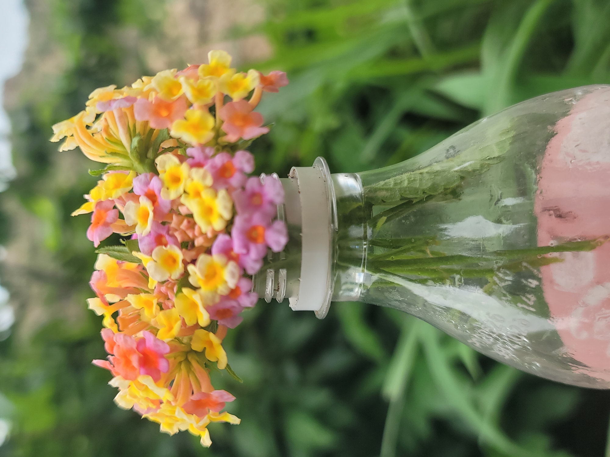 In Barakin Akawo, Nigeria, a close-up shot captures a cluster of small, vibrant flowers—yellow, pink, and orange—arranged in a clear plastic bottle filled with water and green stems. The bottle's opening is sealed with a white cap. The background is a blur of lush green foliage, suggesting an outdoor setting amidst nature.