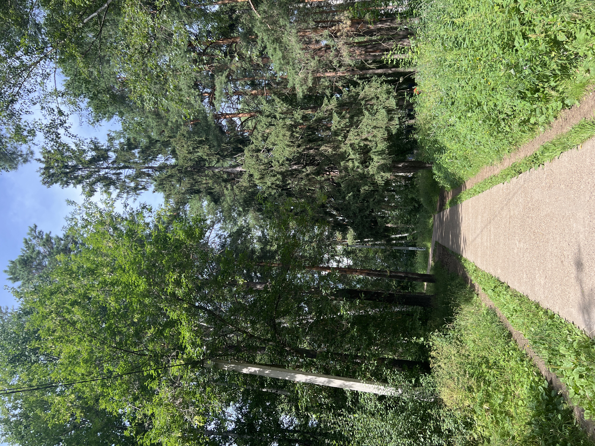 This is a vertical, eye-level, full shot of a paved walking path through a forest in the city of Chaikovsky, Russia. The path is light brown and curves to the right in the distance. Dense green foliage lines both sides of the path, with tall trees forming a canopy overhead. The trees are a mix of deciduous and coniferous species, with sunlight filtering through the leaves and branches. A white utility pole with visible wires is positioned to the left of the path, near the foreground. The sky is visible in the upper portion of the image, appearing bright blue with some wispy white clouds. The scene depicts a serene and natural environment within a park or wooded area.