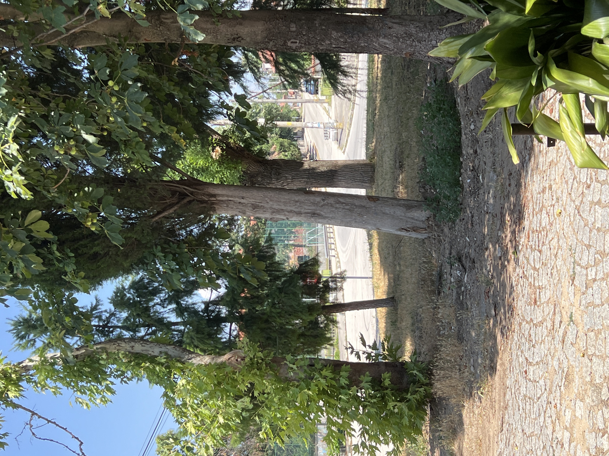 The image captures a sunlit scene in Akandzhievo, Bulgaria, focusing on a paved area in the foreground and a street with trees and buildings in the background. The foreground is a textured cobblestone path, slightly worn, with scattered debris and dry leaves. A large, glossy green plant with broad leaves is positioned to the right, partially obscuring the view of the cobblestones.
Beyond the paved area, a dry, grassy ground transitions to a street. Several mature trees with rough bark and green foliage are prominent, creating a dappled shade. One tree on the left has lighter, peeling bark. In the middle ground, a road curves gently, with a dark-colored car parked on the right side. A white utility box or small structure is visible on the left side of the road.
Further in the background, a network of utility poles with wires stretches along the street. Houses with red-tiled roofs and some of their facades are visible nestled among more trees. A green sports field with a fence and bleachers is partially visible on the far left. The sky is a clear, bright blue. The overall impression is a quiet, residential street scene on a warm, clear day in Akandzhievo.