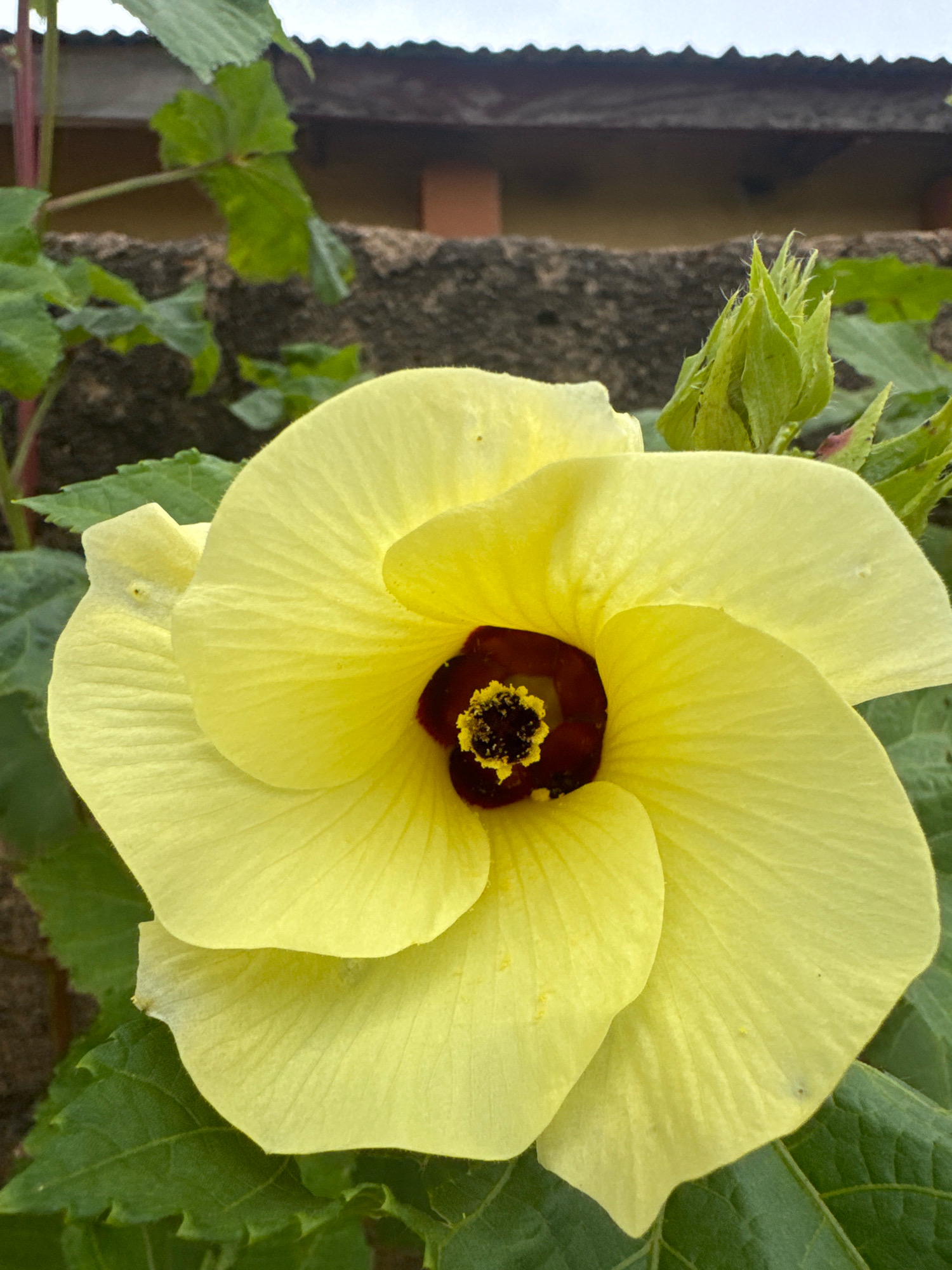A close-up, eye-level shot captures a vibrant yellow okra flower in full bloom. The flower's center is a deep maroon with yellow pollen-dusted stamens. The petals are broad and slightly crinkled, with delicate veins visible. In the background, out of focus, is a rough-textured wall and a hint of a corrugated metal roof. Green leaves surround the flower, and a new, unopened bud can be seen to the right of the bloom. The lighting is bright, suggesting an outdoor scene during the day.