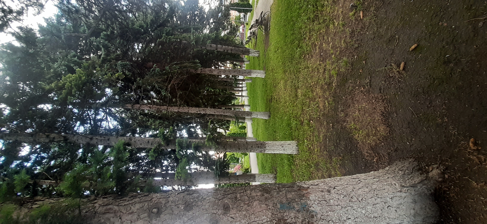 The image depicts a park scene with a prominent line of coniferous trees, some of which have been whitewashed at their bases. The trees create a dense canopy overhead, allowing dappled sunlight to reach the grassy ground. In the background, a pathway can be seen, with several park benches lining its edge. Further in the distance, there are hints of buildings and greenery, suggesting an urban or suburban park setting. The foreground is dominated by the base of a large tree on the left, and the ground appears to be a mixture of dirt and grass, with a few scattered pinecones. The overall impression is of a well-maintained public space. The location is identified as Yessentukskaya, Russia.