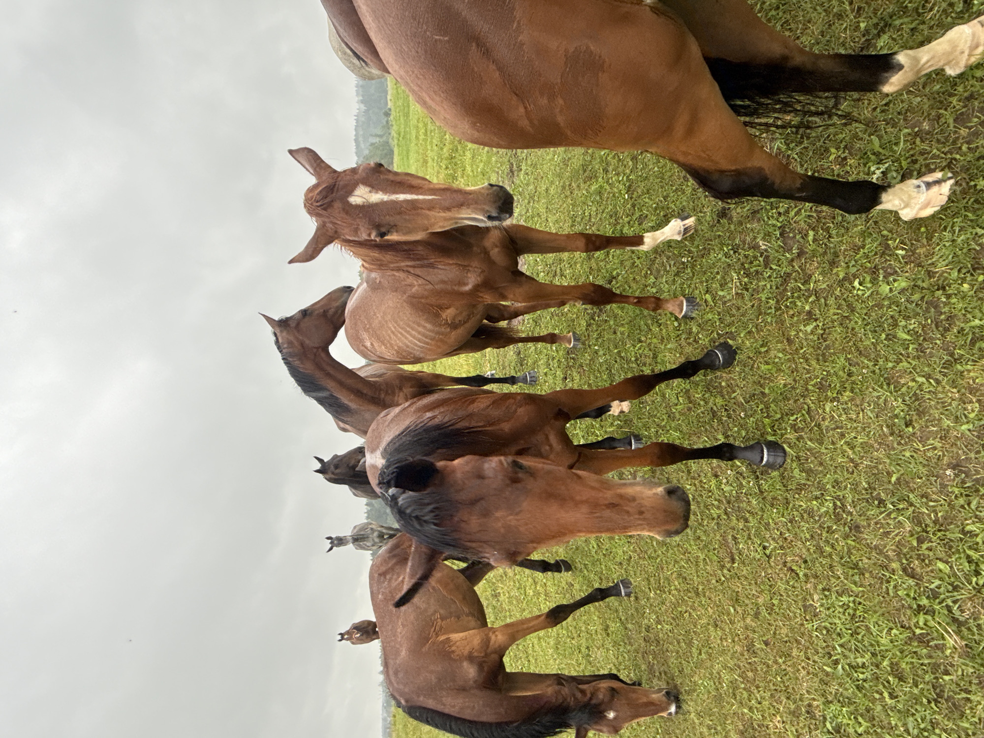 In the city of Galinė, Lithuania, on a cloudy day, a group of brown horses stands on a green grassy field. The horses are of various sizes and ages, some are facing the camera, while others are grazing. The ground is wet, suggesting recent rain. In the background, a treeline and rolling hills are visible under the overcast sky.