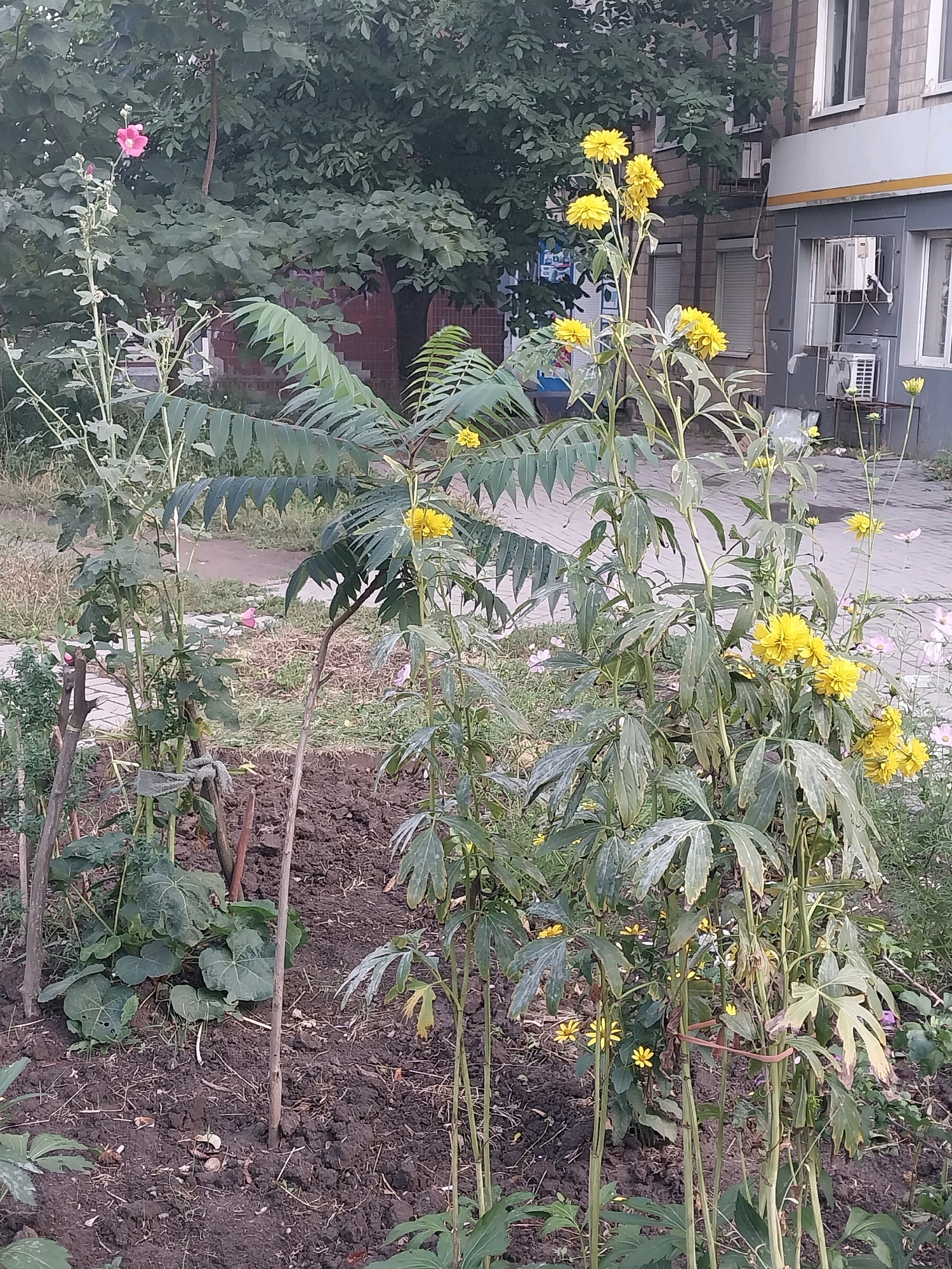The image depicts a close-up view of a garden bed in front of a multi-story residential building. The garden features several tall plants with yellow flowers, along with a single pink flower on a thinner stalk to the left. The building, located in Dnipro, Ukraine, has a facade of light-colored bricks and grey siding, with visible windows, an air conditioning unit, and a prominent yellow stripe running horizontally. The ground in front of the building is paved with greyish interlocking stones. The garden bed itself is filled with dark soil, interspersed with dry leaves and some small stones. The background is dominated by lush green trees and the building. The overall impression is that of a somewhat overgrown urban garden.