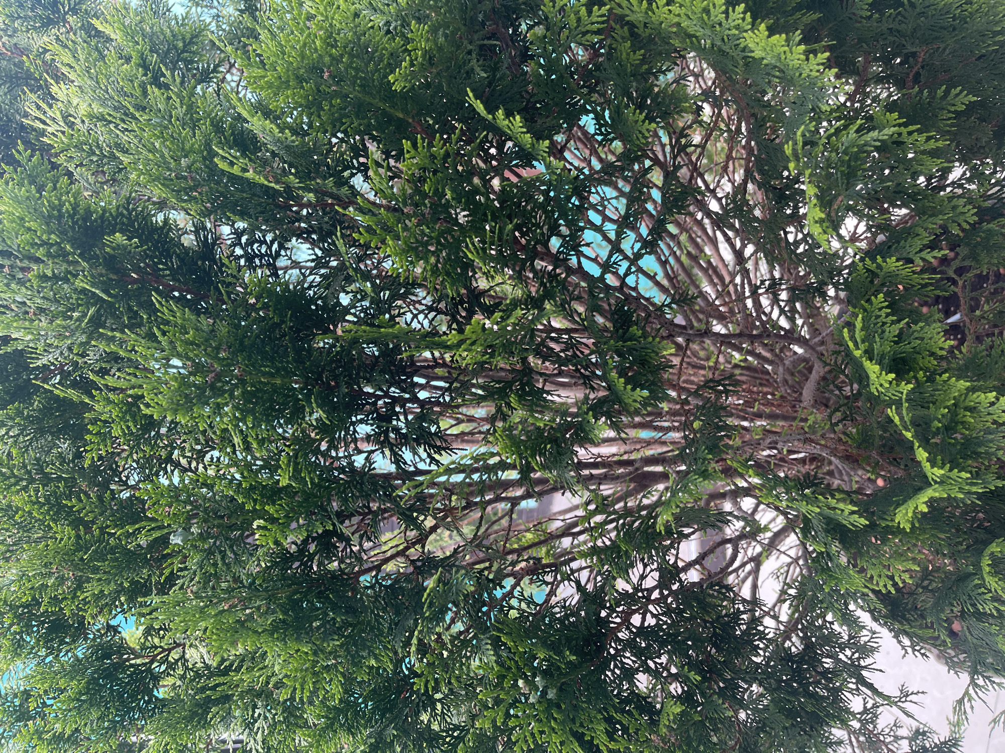 This is a close-up, overhead shot of a dense evergreen tree, likely a cedar or juniper, with its branches and foliage filling the frame. The leaves are a vibrant green, some appearing a lighter, more yellowish green, suggesting new growth. The intricate network of brown branches is visible through the leaves, creating a layered effect.
The background is a blur of soft blue and white, hinting at a sky or a light-colored structure seen through the branches. The sunlight filters through the foliage, creating highlights and shadows, but the overall lighting suggests it is daytime, possibly late morning or afternoon. There are no people or animals visible.
The scene is entirely natural, focusing on the texture and density of the tree. The focus is sharp on the leaves and branches in the foreground, with the background being out of focus. There is no visible text or any other discernible objects besides the tree itself. The mood is peaceful and serene, emphasizing the natural beauty of the foliage.