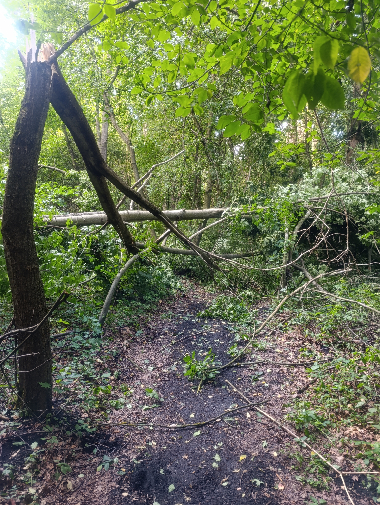 The image depicts a forest path in Olomouc, Czechia, obstructed by fallen trees and branches. The ground is covered with leaf litter and dark, wet soil, possibly indicating recent rainfall or a damp environment. Lush green foliage from surrounding trees and undergrowth forms a dense canopy overhead, with dappled sunlight filtering through. A large, thick tree trunk lies horizontally across the path, with smaller branches scattered around it. Another tree on the left appears to have a broken top. The scene suggests a natural setting affected by a storm or natural decay. There are no people or animals visible in the image.