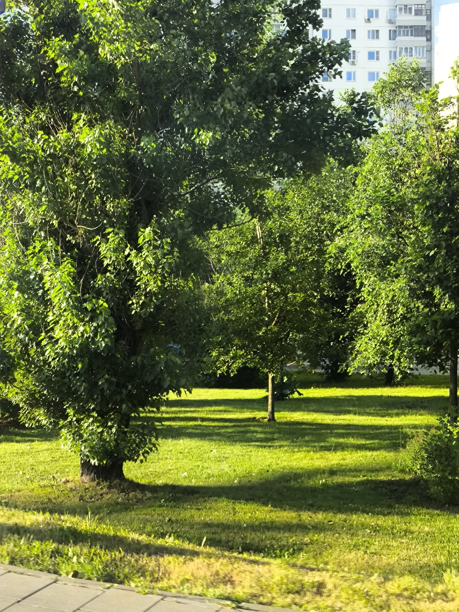 A sunlit lawn is bordered by trees and a light-colored building. The lawn is green and well-maintained, with dappled shade from the trees. The trees are full of green leaves, and their branches create patterns of light and shadow on the grass. The building in the background is a tall, multi-story structure with many windows. The overall scene is peaceful and suggests a pleasant urban environment.