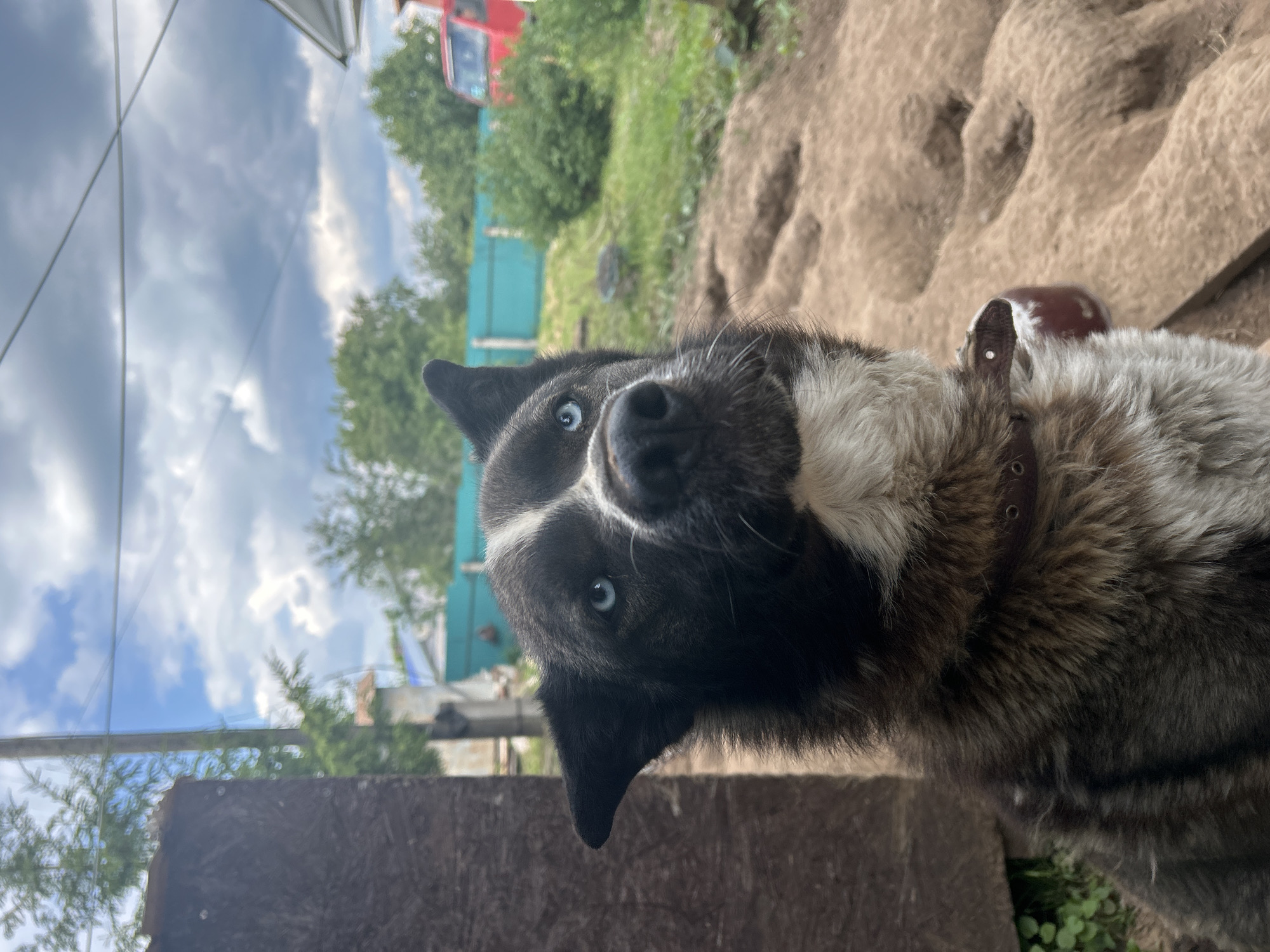 A close-up, eye-level, outdoor shot shows a black and white husky-mix dog with piercing blue eyes. The dog is looking upwards and to the right, with its ears perked. Its fur is thick, and it is wearing a brown leather collar. The background is blurred, but appears to be a yard with green grass, a turquoise fence, and trees. A red vehicle is visible in the distance. The ground in the foreground is covered in light brown soil with a rough texture. There are no people visible in the image. The scene is set in a rural or suburban area.