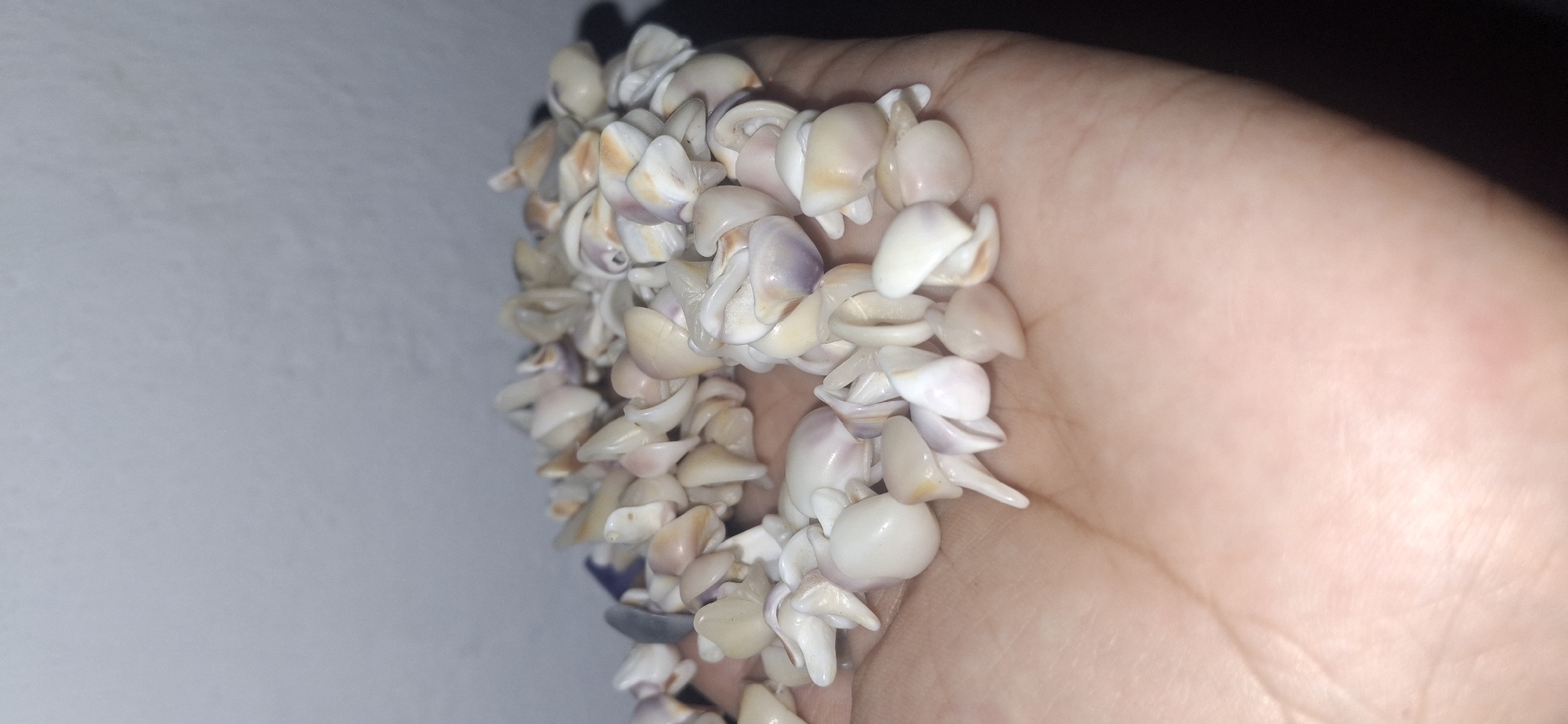 A close-up photograph shows a fair-skinned hand holding a mass of small, white and tan shells. The shells vary in shape, but many appear to have a curved, leaf-like or petal-like structure. The hand is positioned against a backdrop of white wall and dark shadow. There is no visible indication of the city of Vallecito, Venezuela.