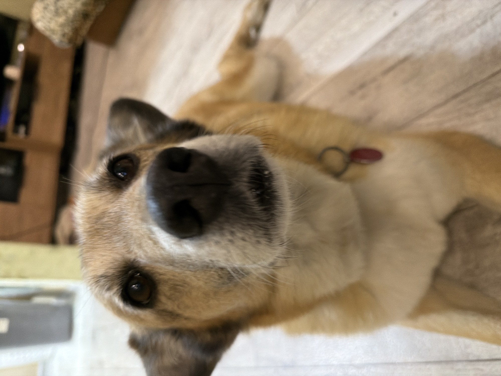 The media file shows a close-up, tilted view of a dog lying on a light-colored wooden floor. The dog appears to be a medium-sized breed with tan and white fur, and dark ears. Its head is angled towards the camera, with one eye clearly visible and the other partially obscured. The dog's nose is prominent and black, with a wet appearance. A red tag is attached to a ring on a collar around the dog's neck. The background is blurry but suggests an indoor setting, possibly a living room, with hints of furniture and what looks like a television in the upper left corner. The lighting suggests it is daytime. There is no visible text in the image.